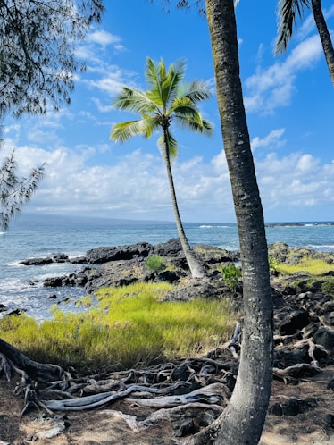 A peaceful coastal scene with black volcanic rocks and gentle waves.