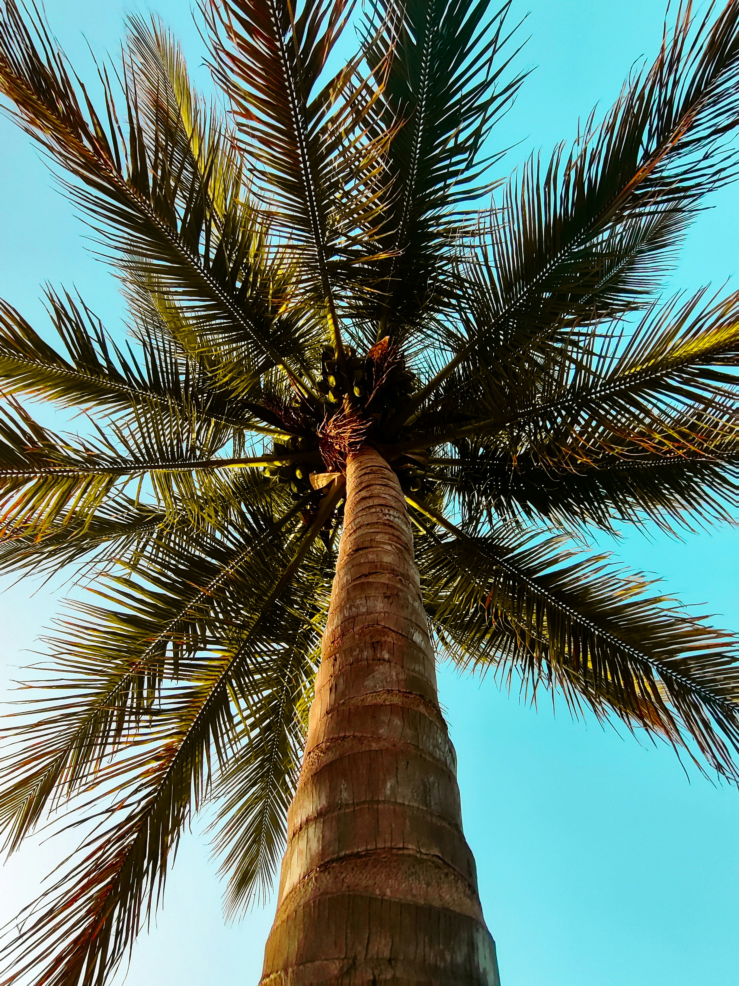 a tall palm tree with a blue sky in the background