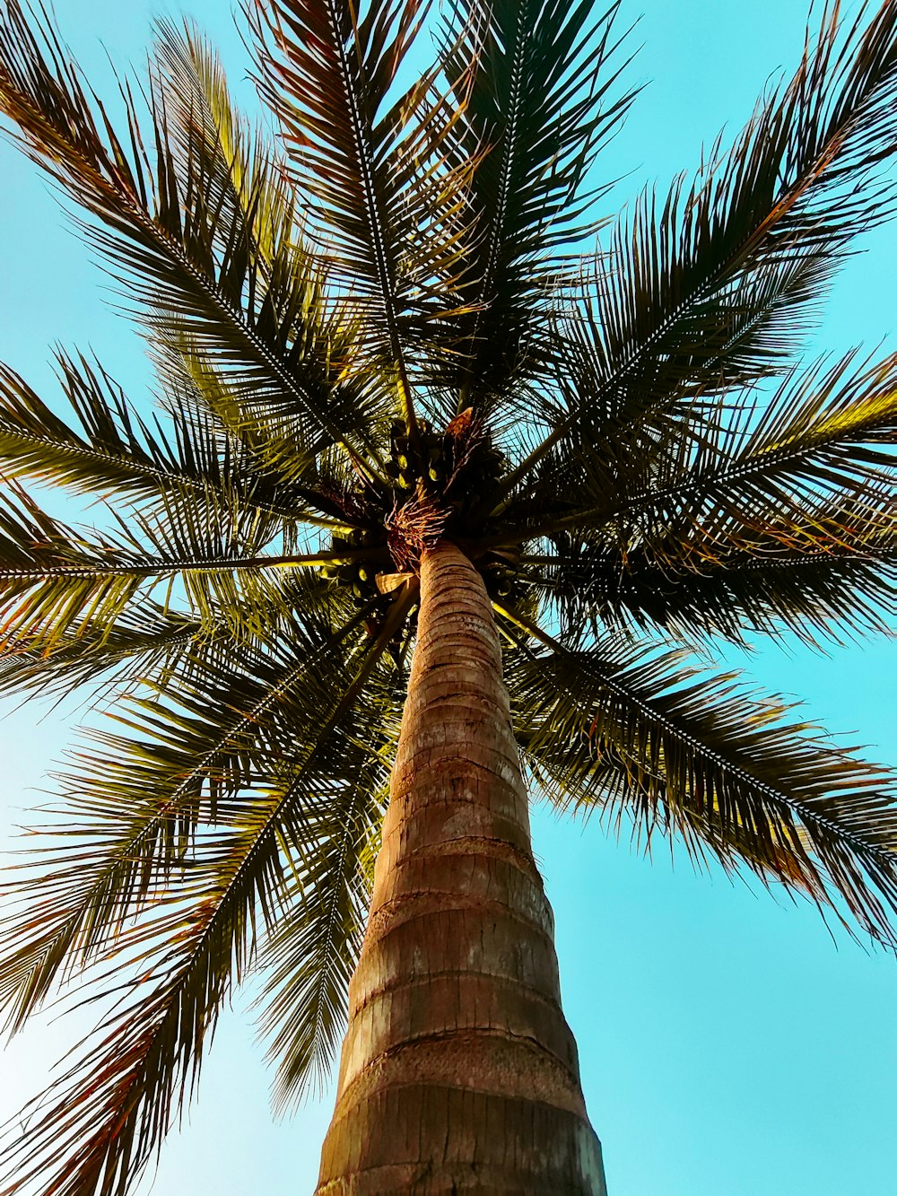 a tall palm tree with a blue sky in the background