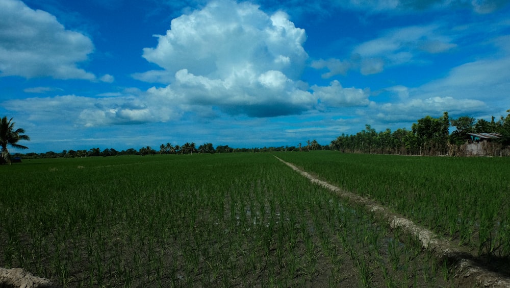 a large field with a dirt road in the middle of it