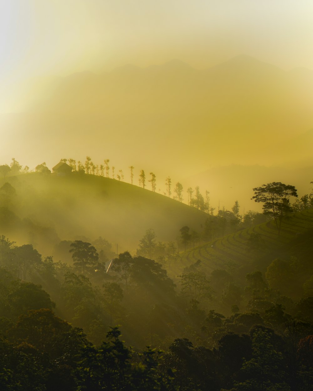 a foggy hillside with trees on it