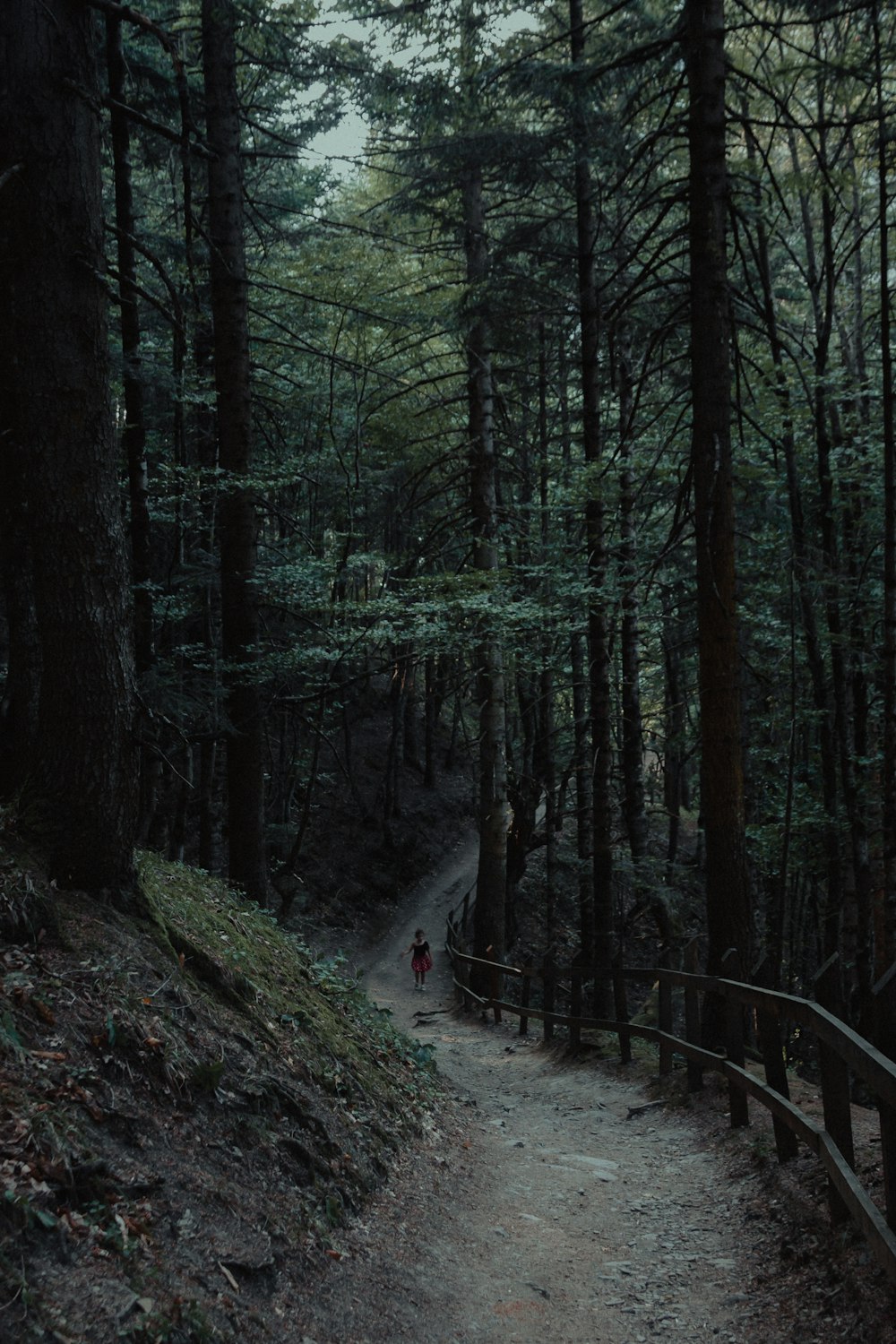 a person walking down a path in the woods