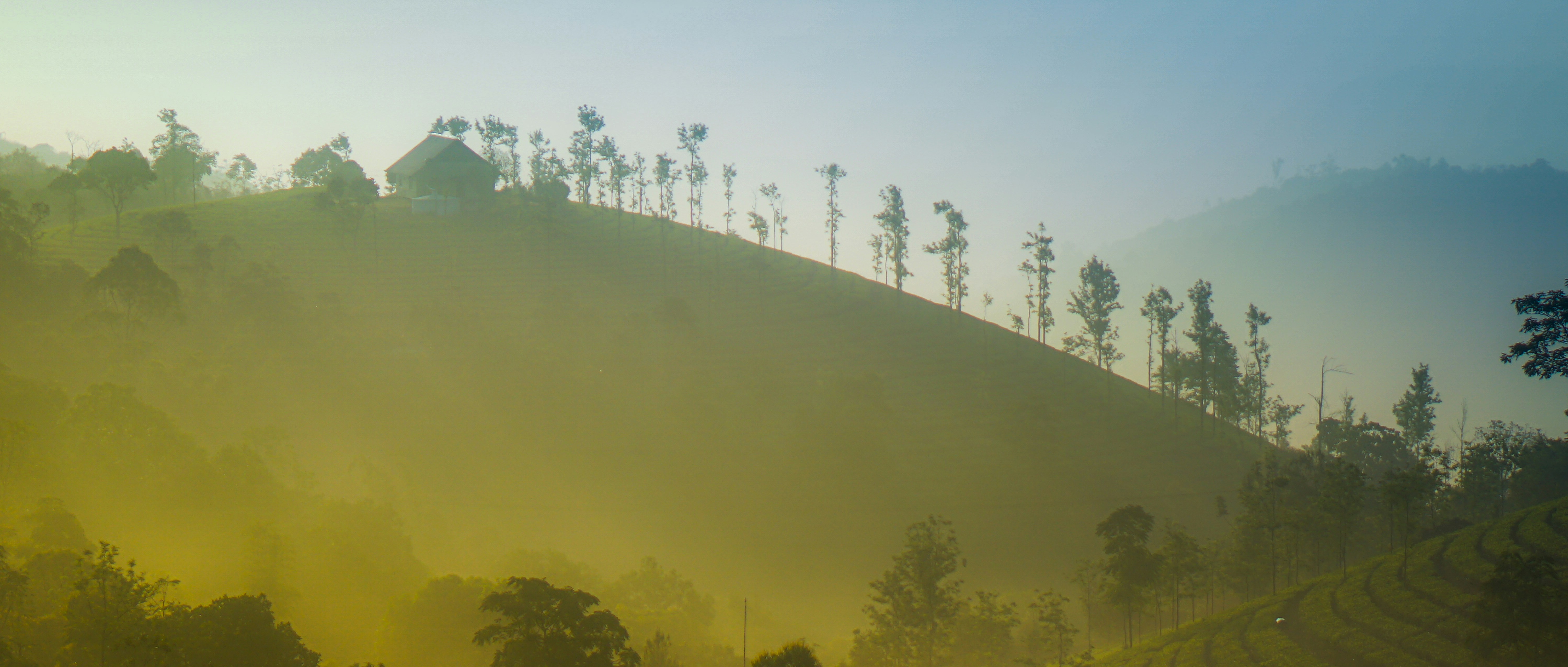 a hill covered in fog with trees on top of it