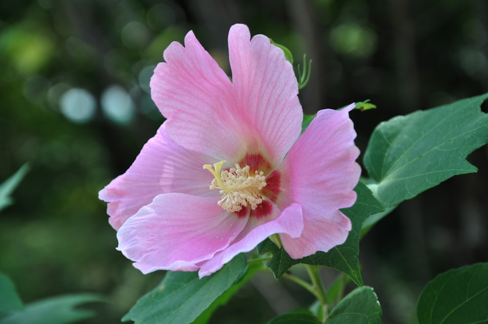 a pink flower with green leaves in the background