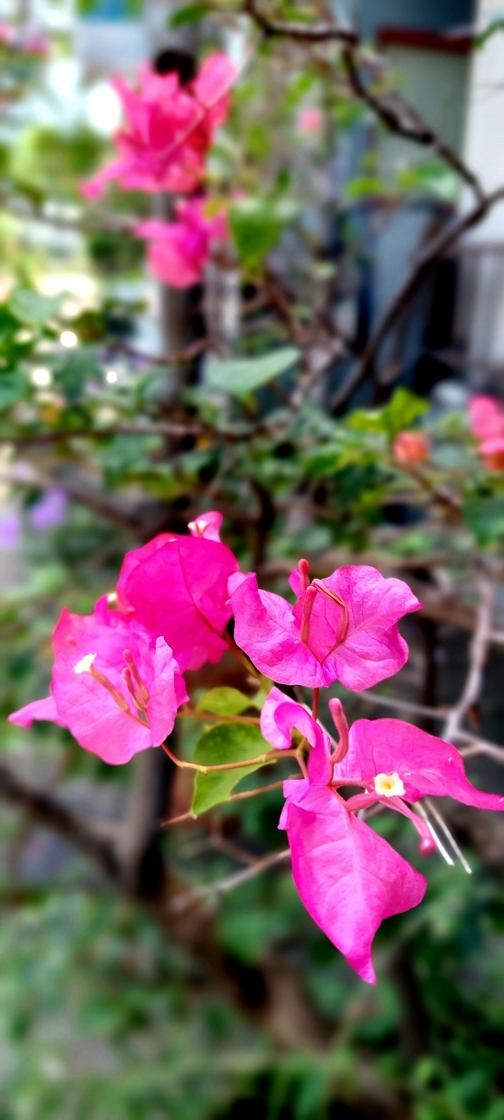 pink flowers are blooming in a garden