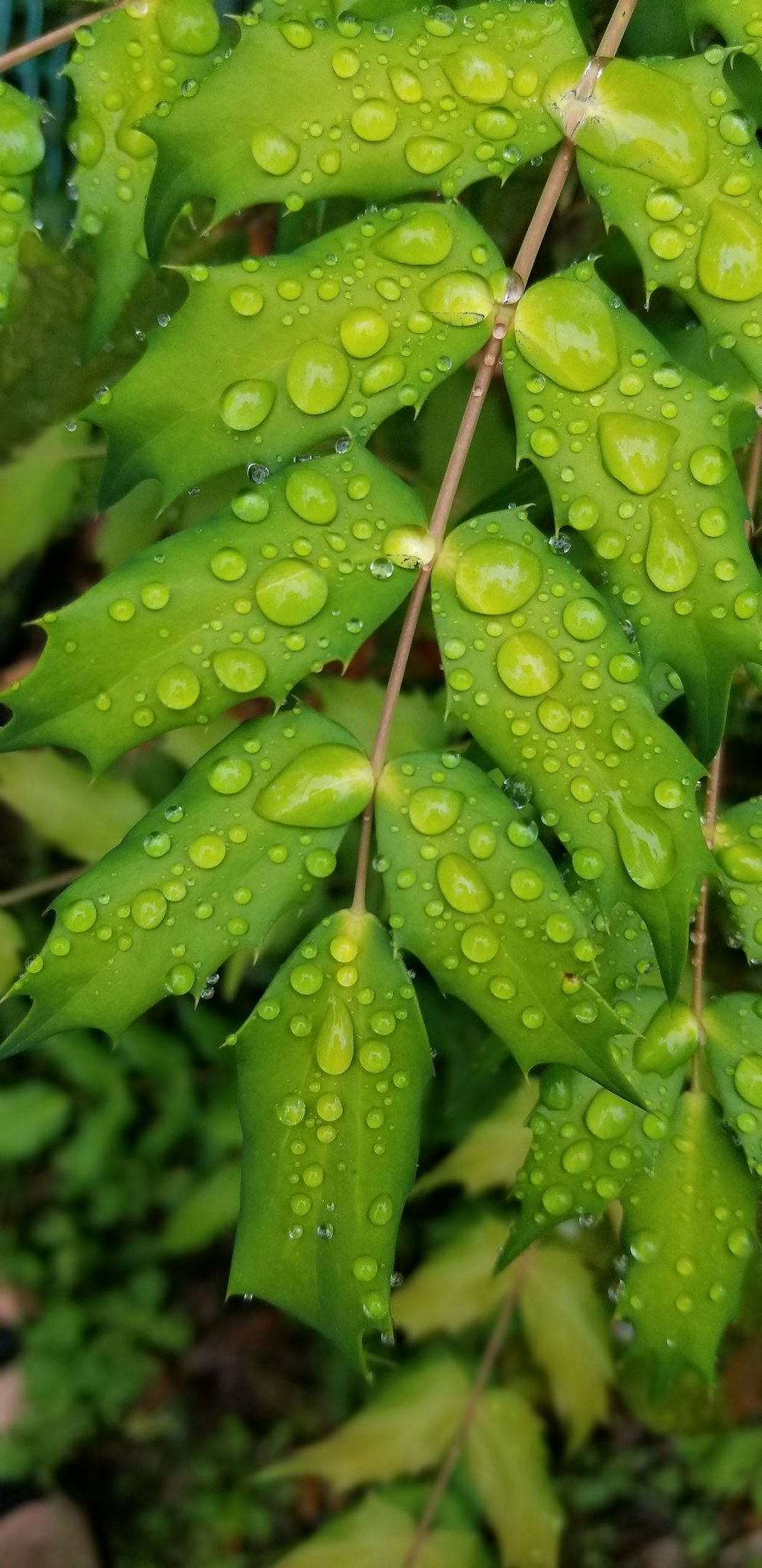 a green plant with water drops on it