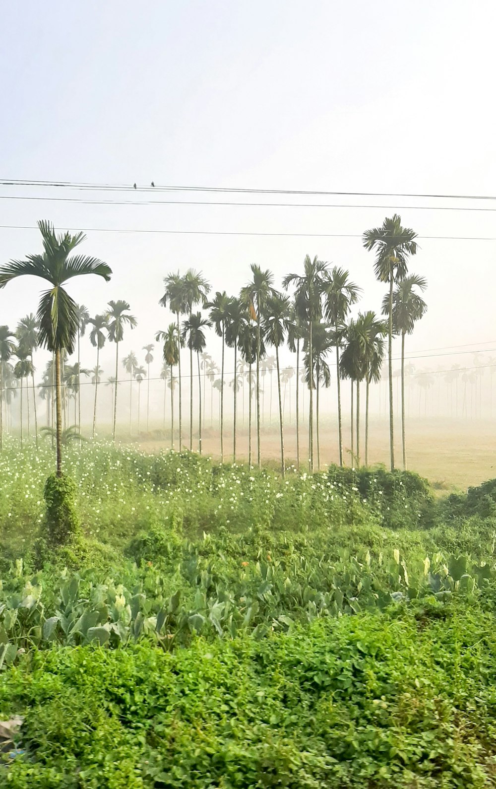 um trem viajando através de uma paisagem verdejante