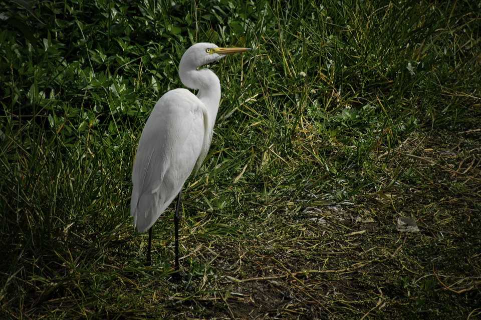 White bird stands majestically on one leg, facing to the right side of landscape