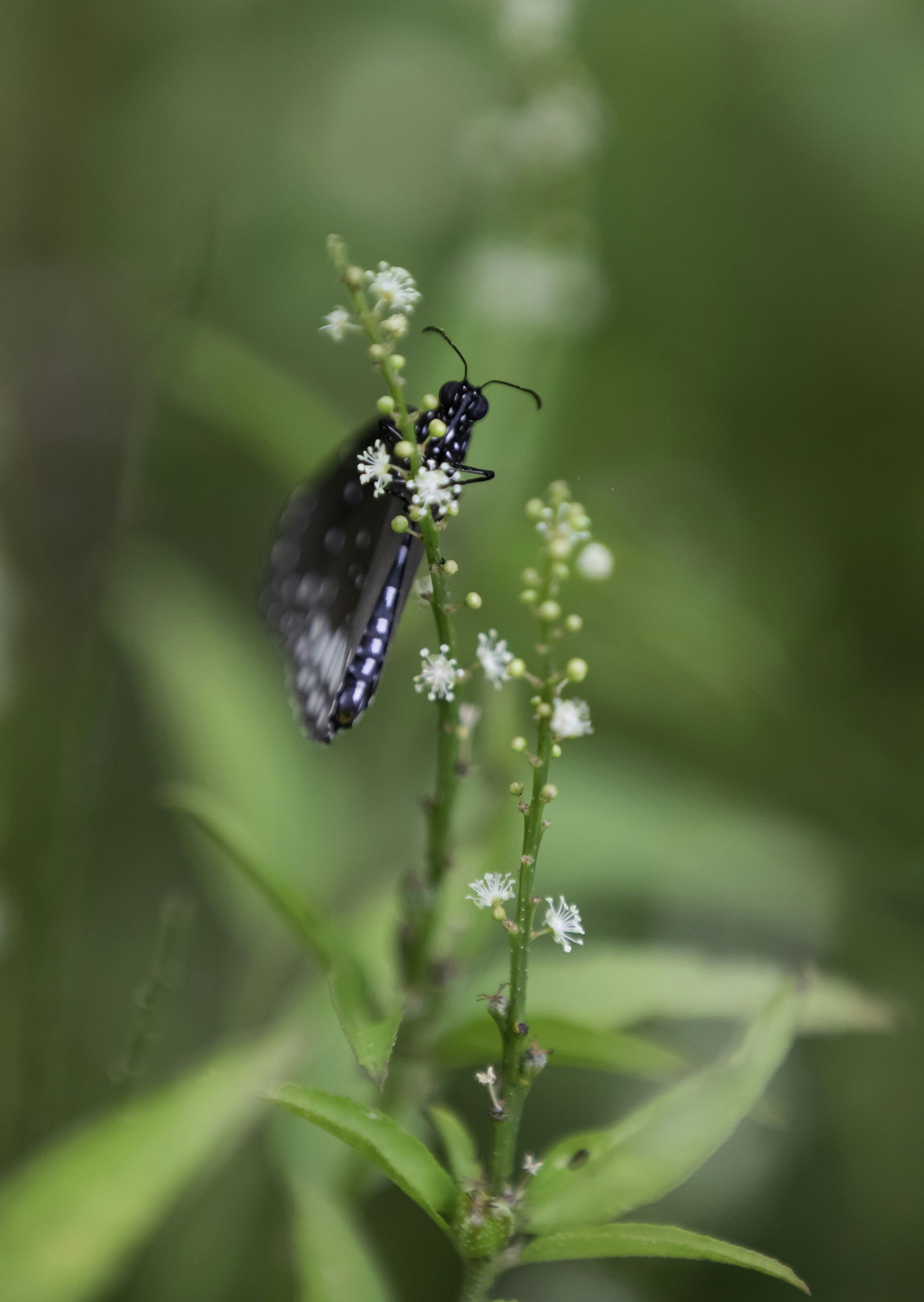 Photo by anil_sharma_india