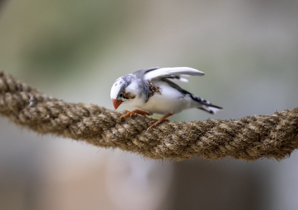 a small bird is perched on a rope
