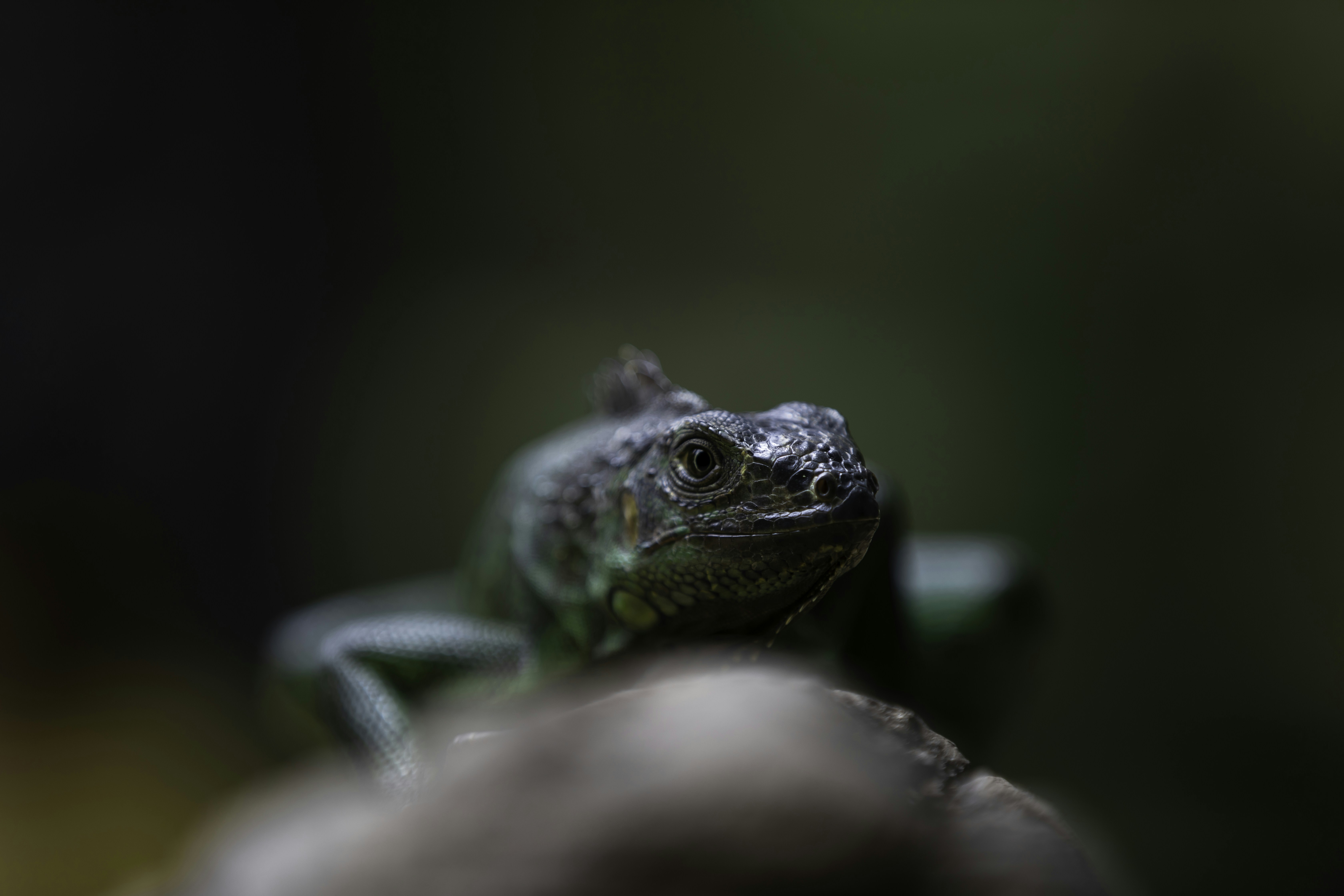 Photo by anil_sharma_india