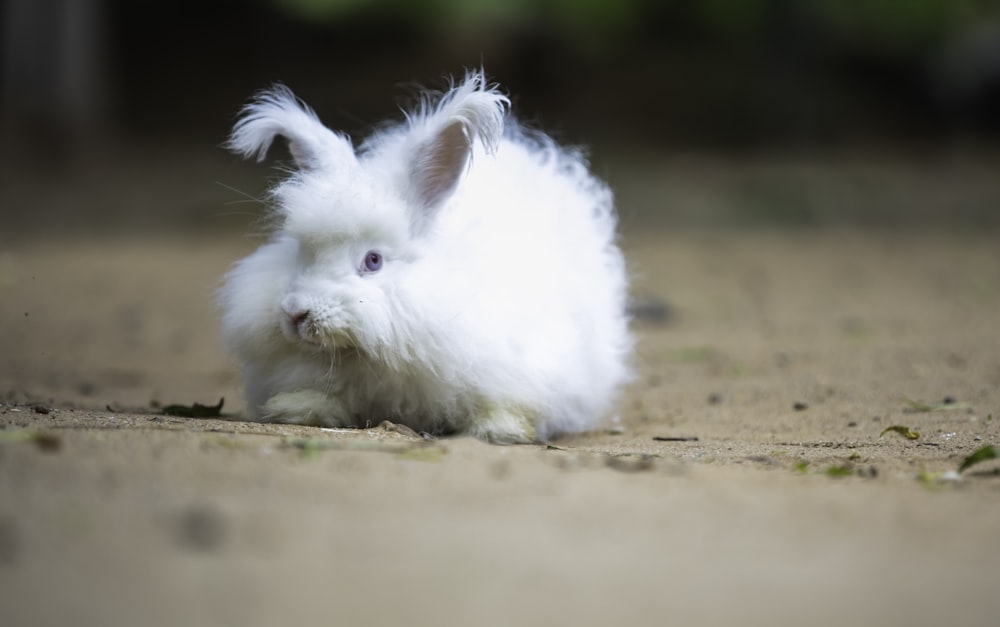 a small white rabbit sitting on top of a dirt field
