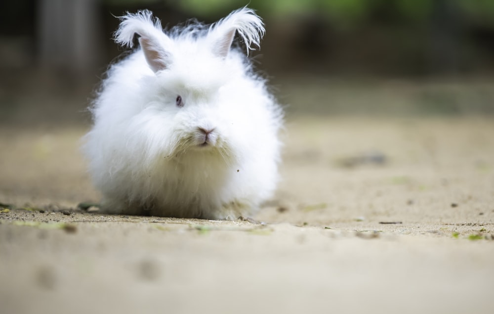 a small white rabbit sitting on the ground