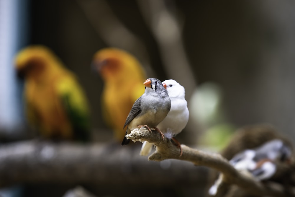 a group of birds sitting on top of a tree branch