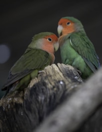 Two lovebirds snuggling closely on a natural wooden perch.
