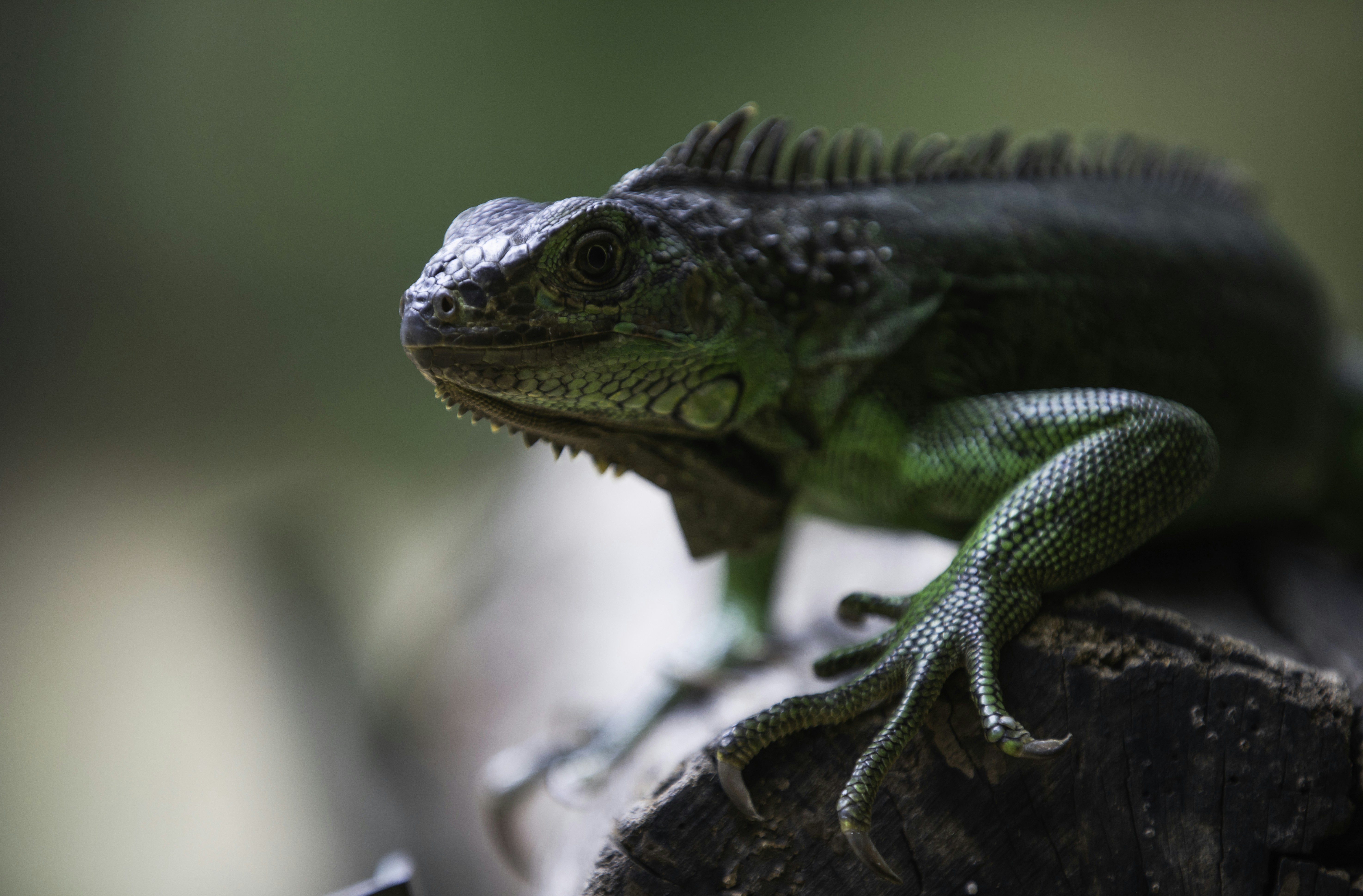 Photo by anil_sharma_india