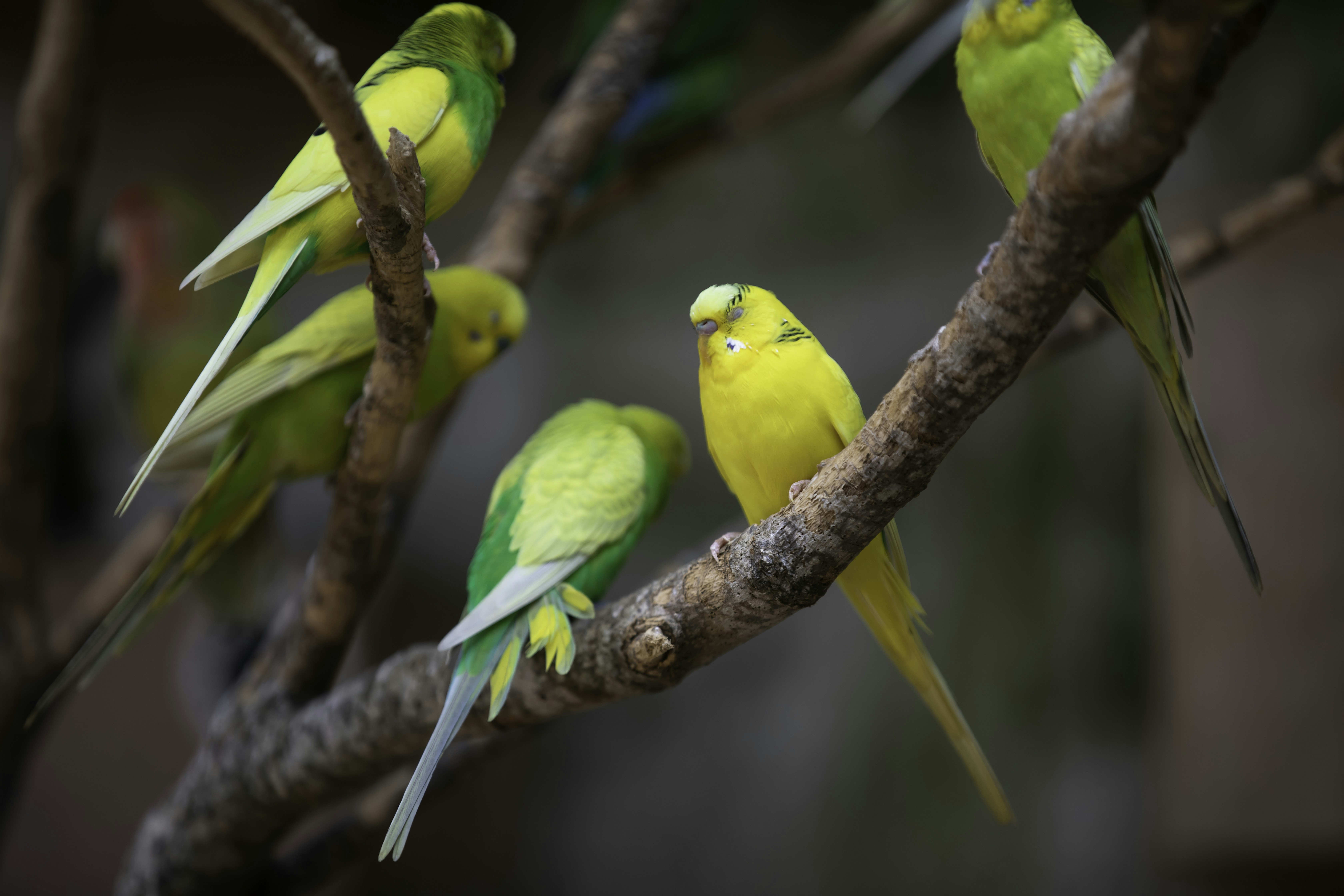 Photo by anil_sharma_india