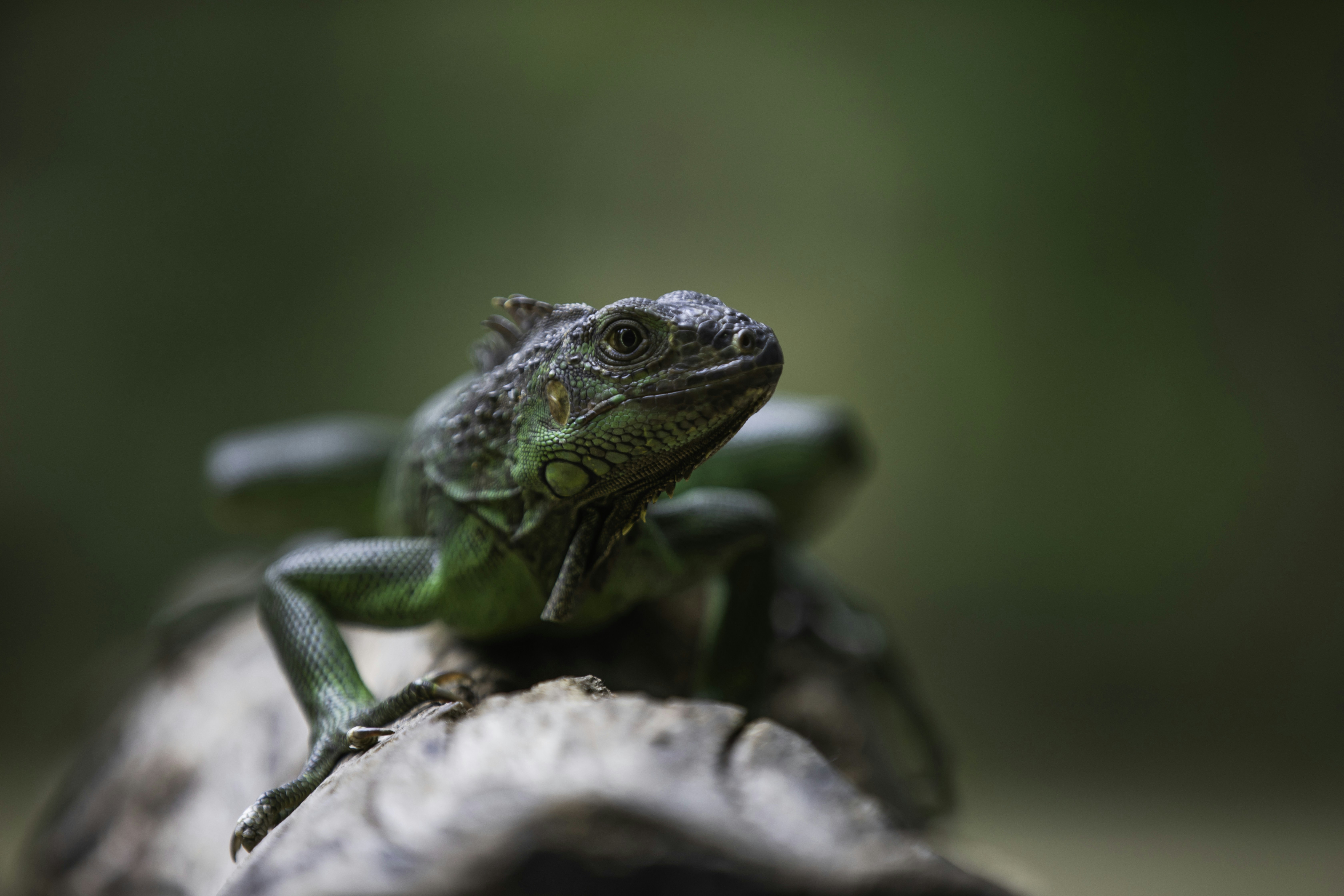 Photo by anil_sharma_india