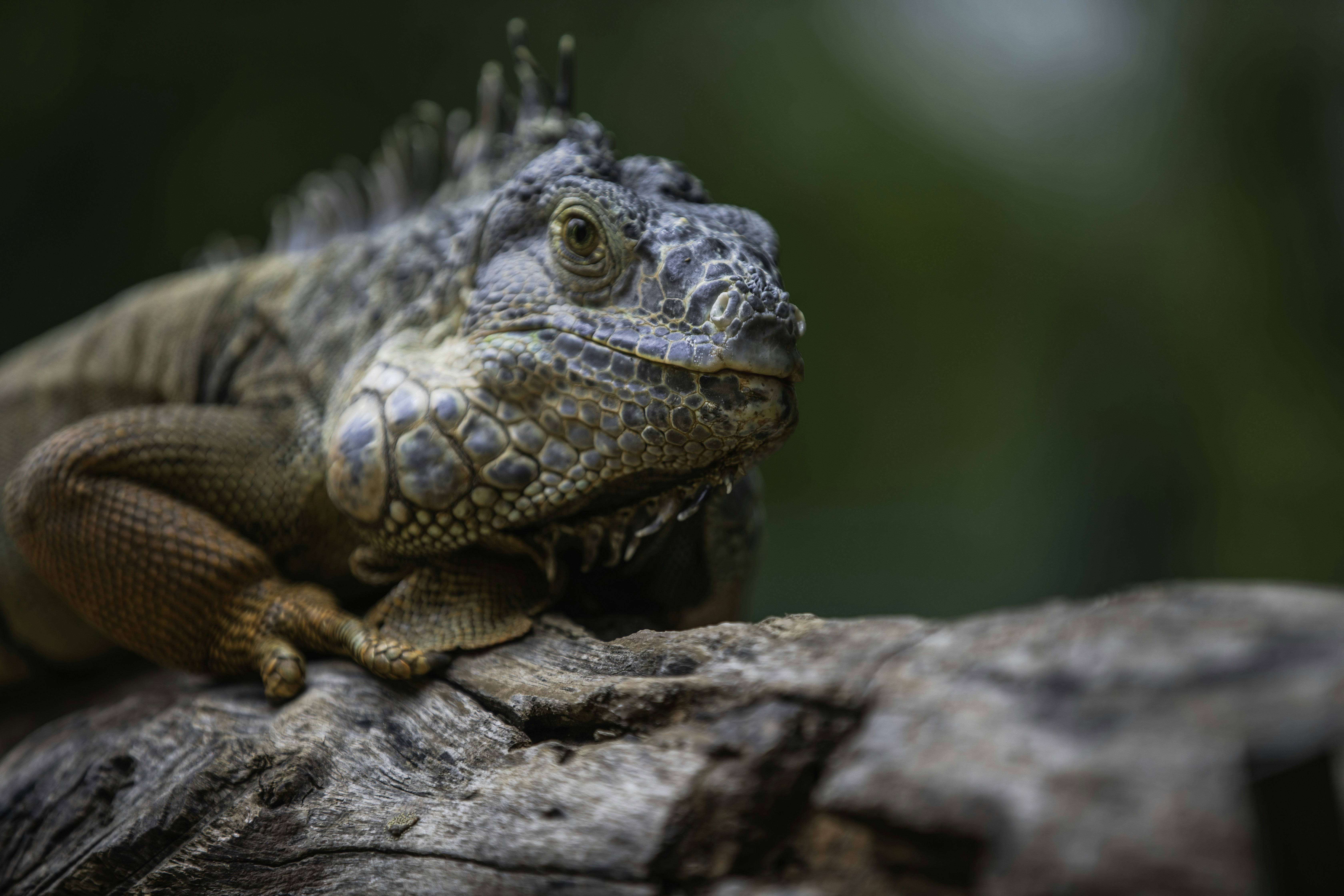 Photo by anil_sharma_india