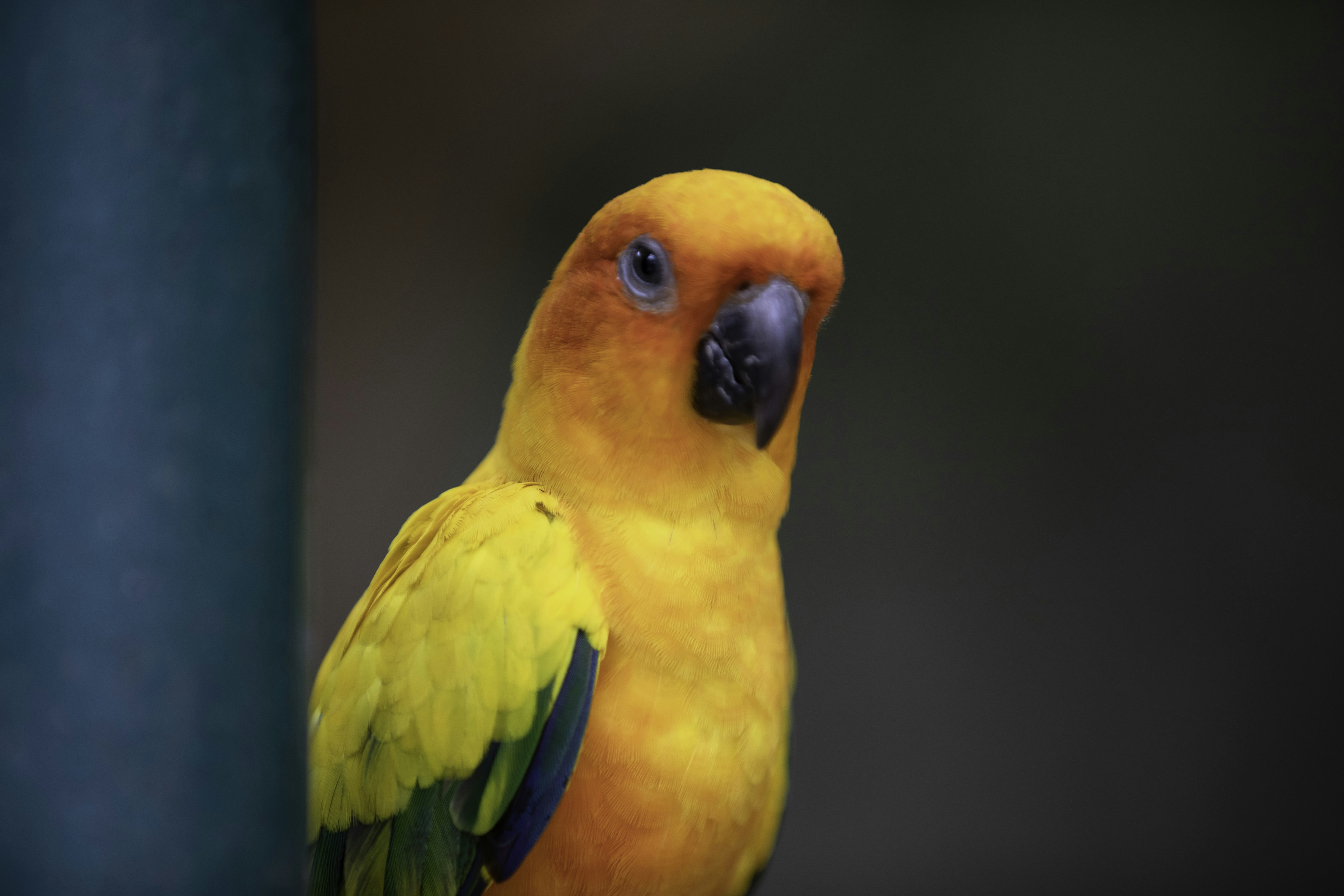 Photo by anil_sharma_india