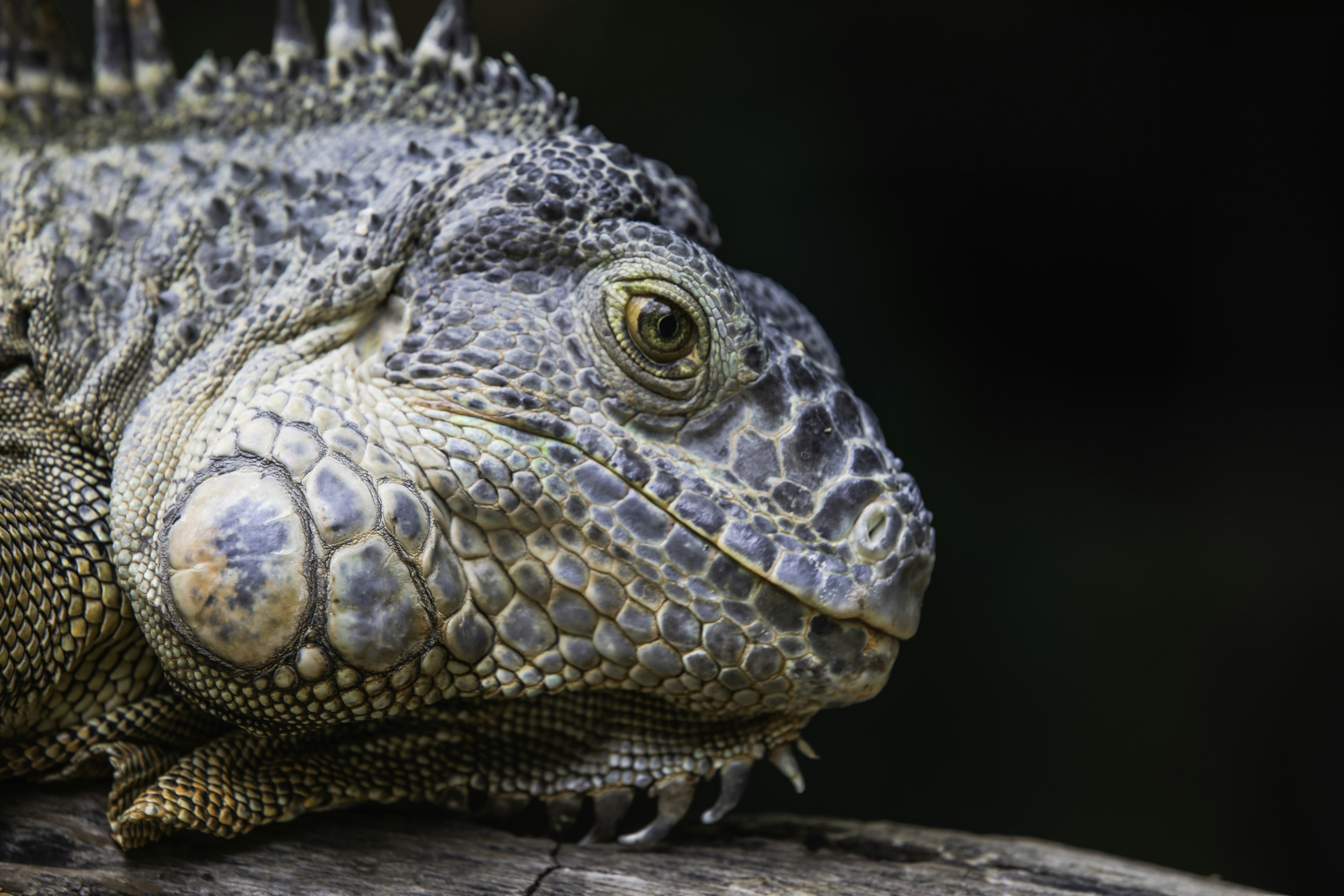 Photo by anil_sharma_india