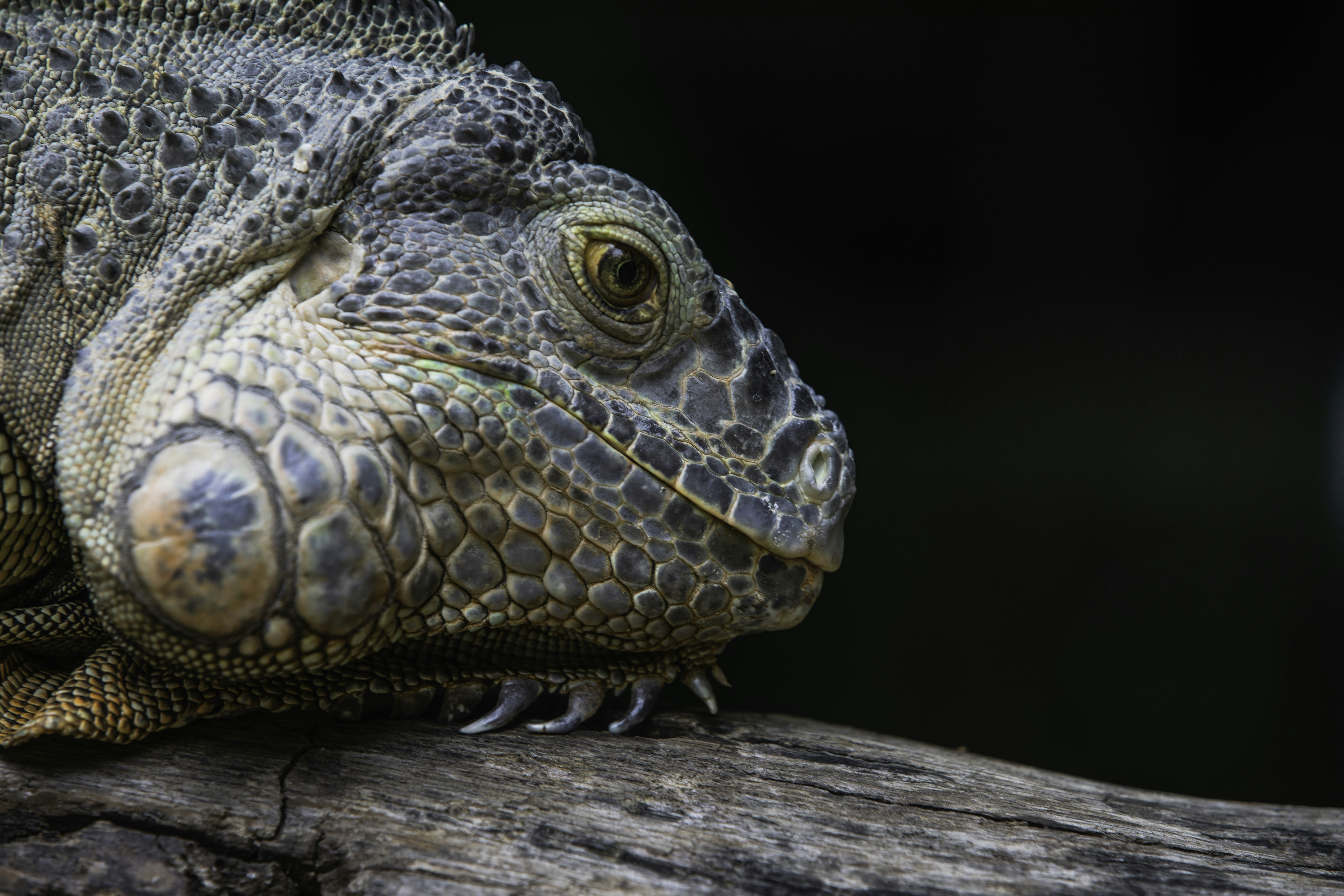 Photo by anil_sharma_india