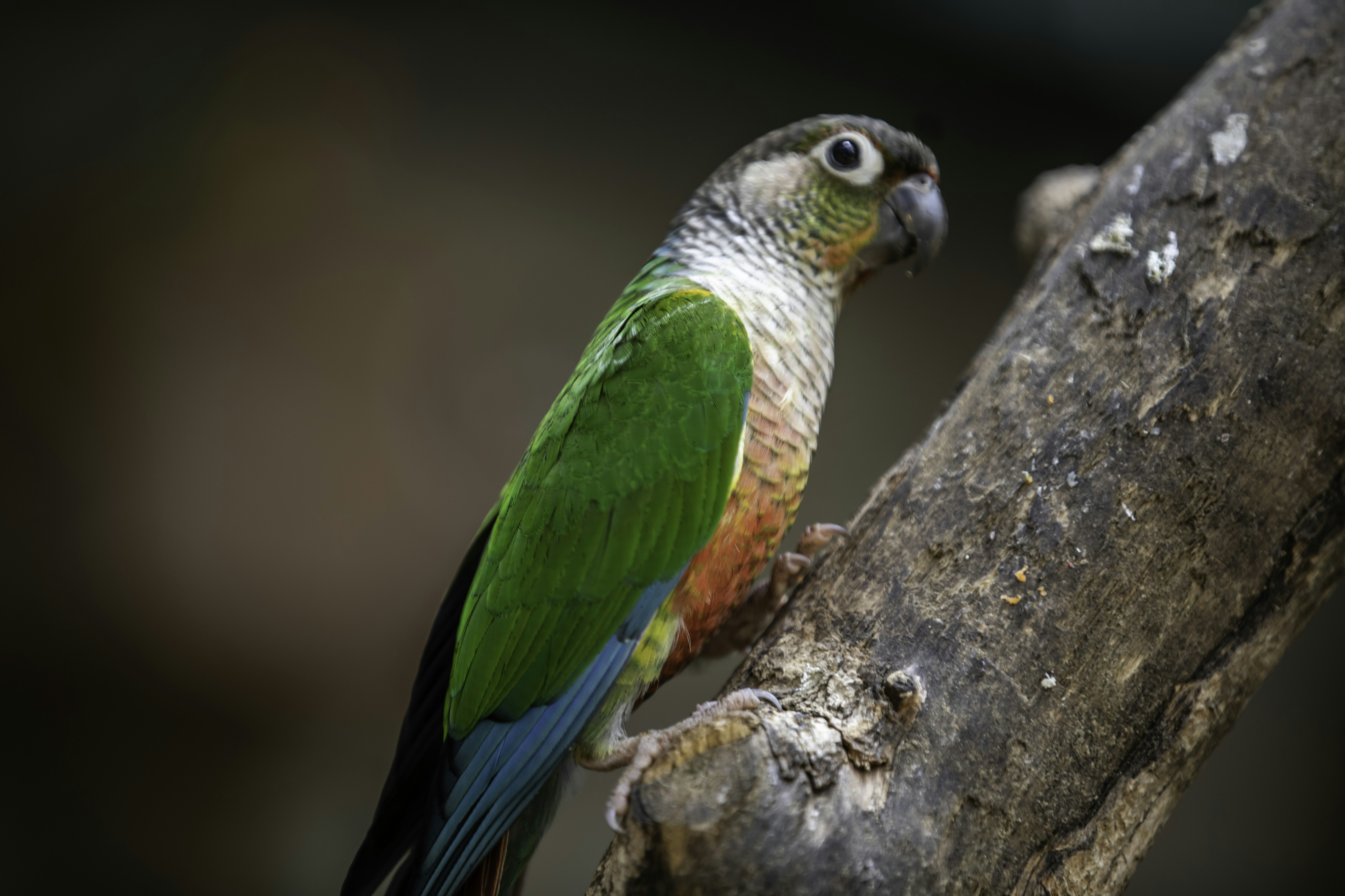 Photo by anil_sharma_india