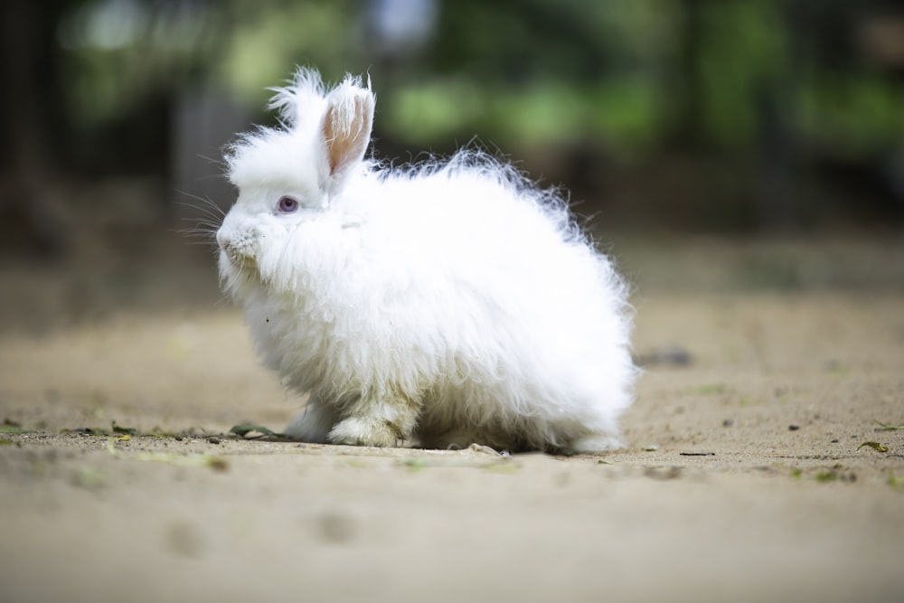a small white rabbit sitting on top of a dirt field
