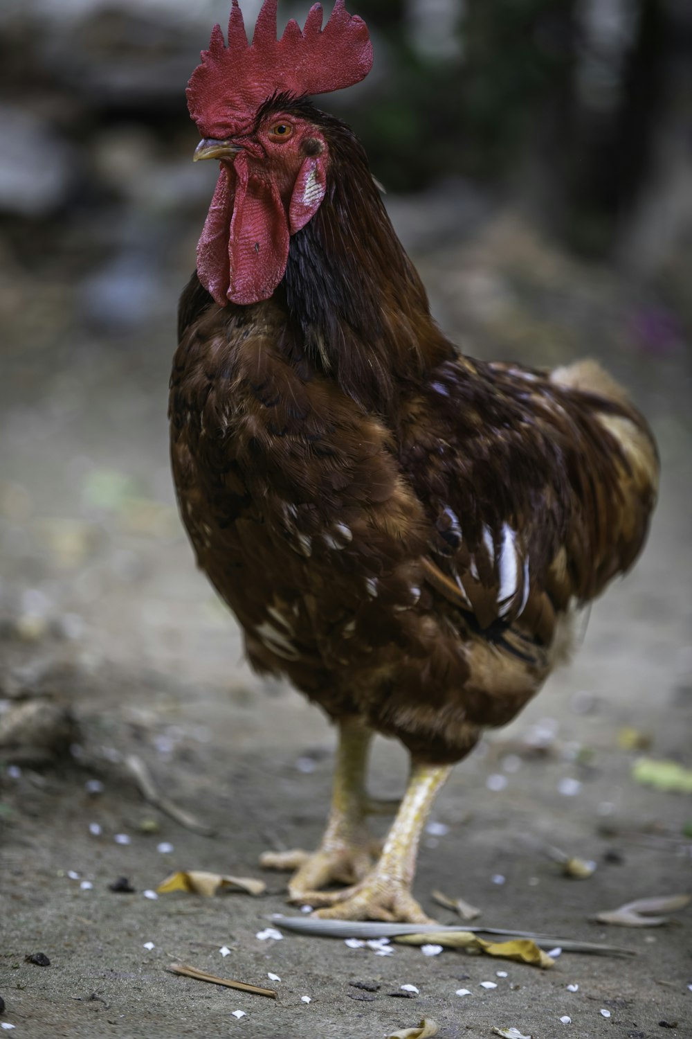 a brown and white chicken standing on top of a dirt ground