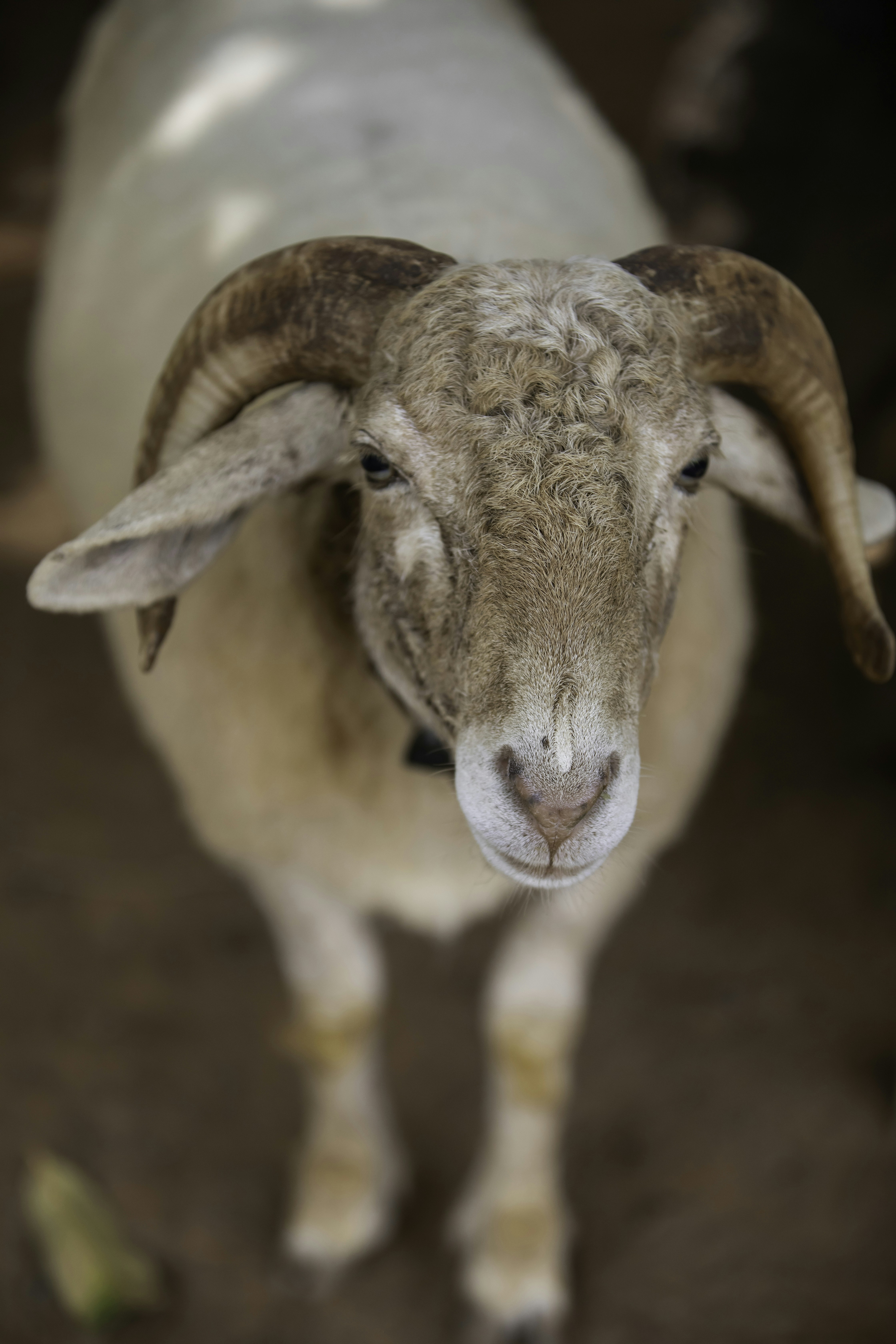 Photo by anil_sharma_india