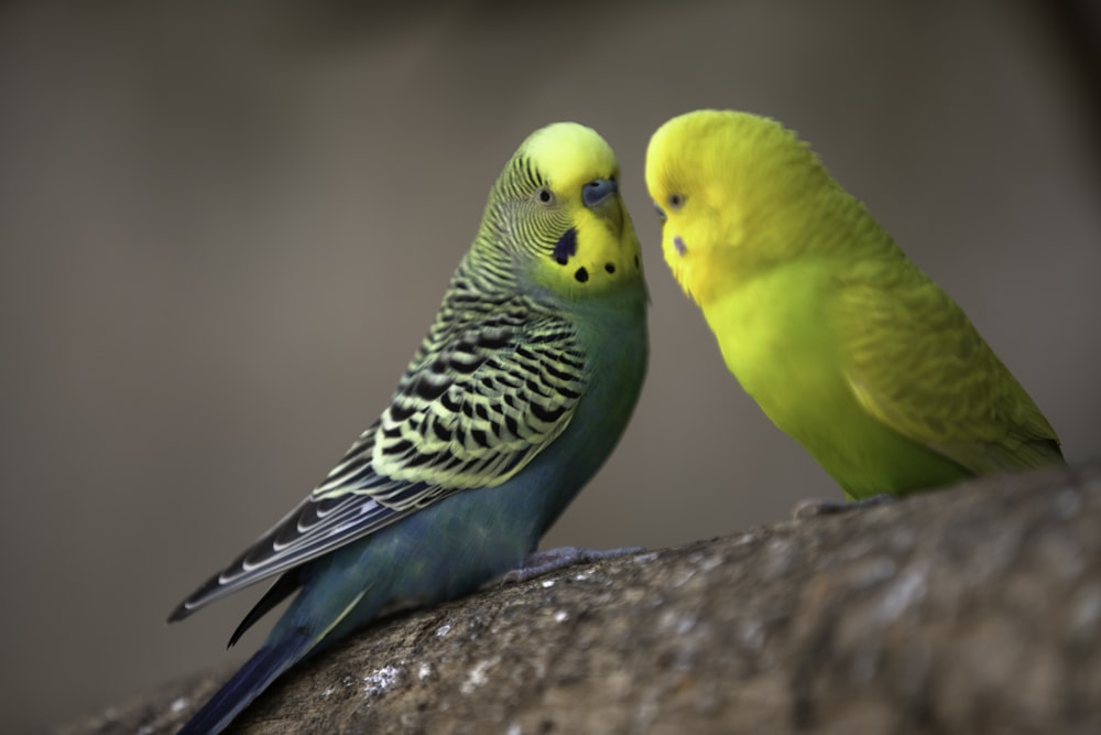 a couple of birds that are sitting on a branch