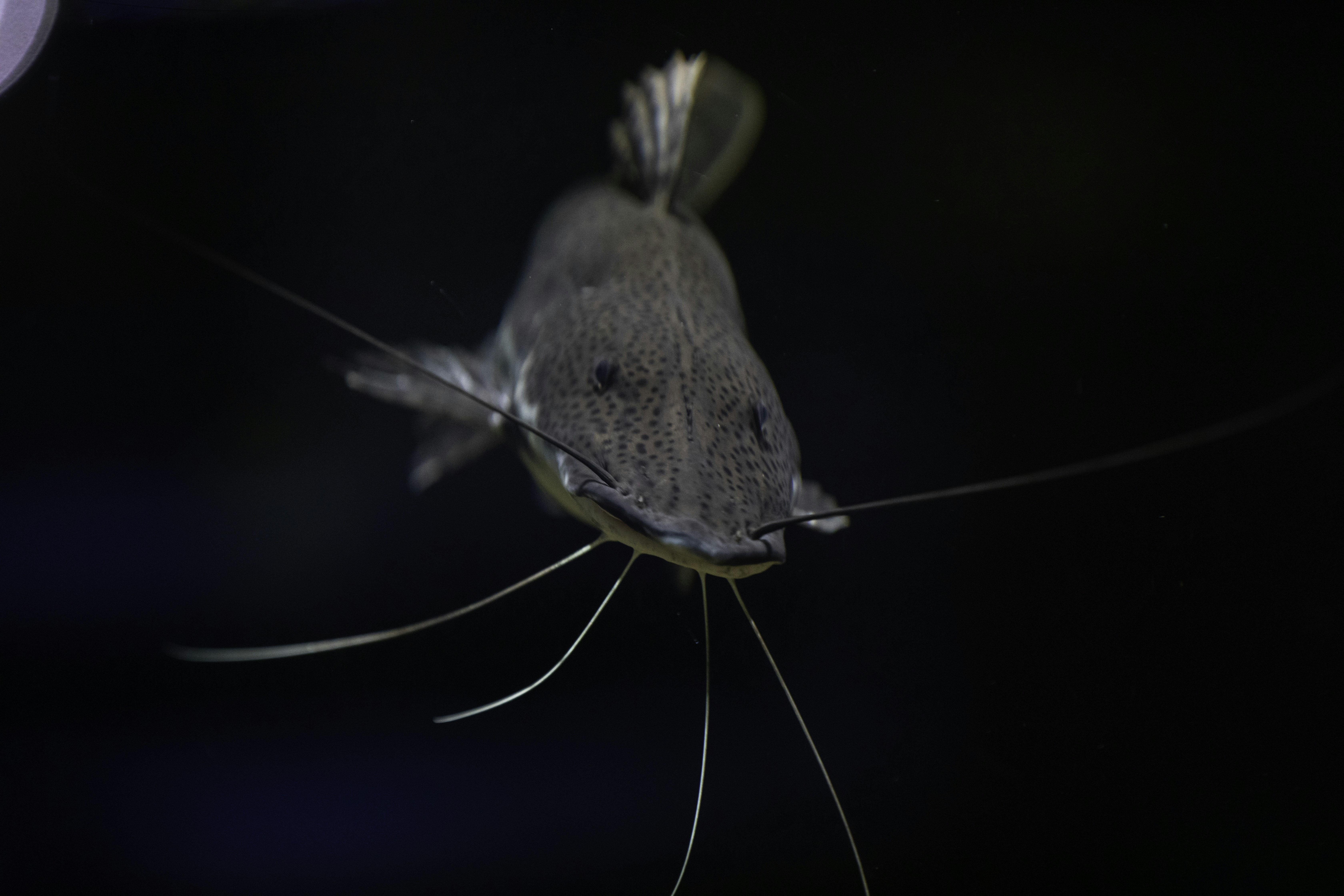 a close up of a fish on a black background
