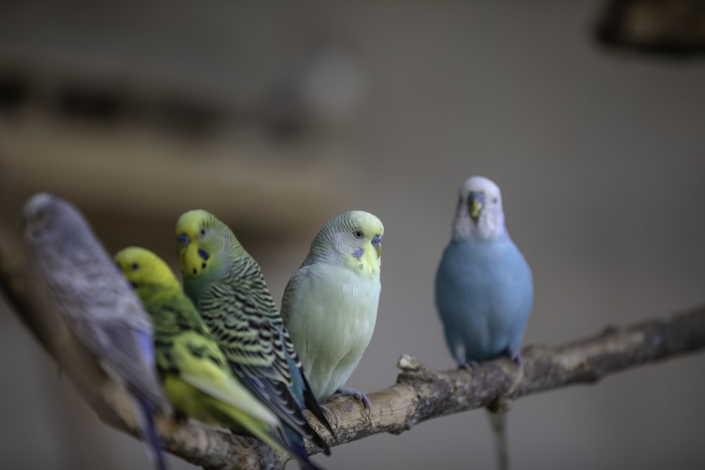 un groupe d’oiseaux assis au sommet d’une branche d’arbre