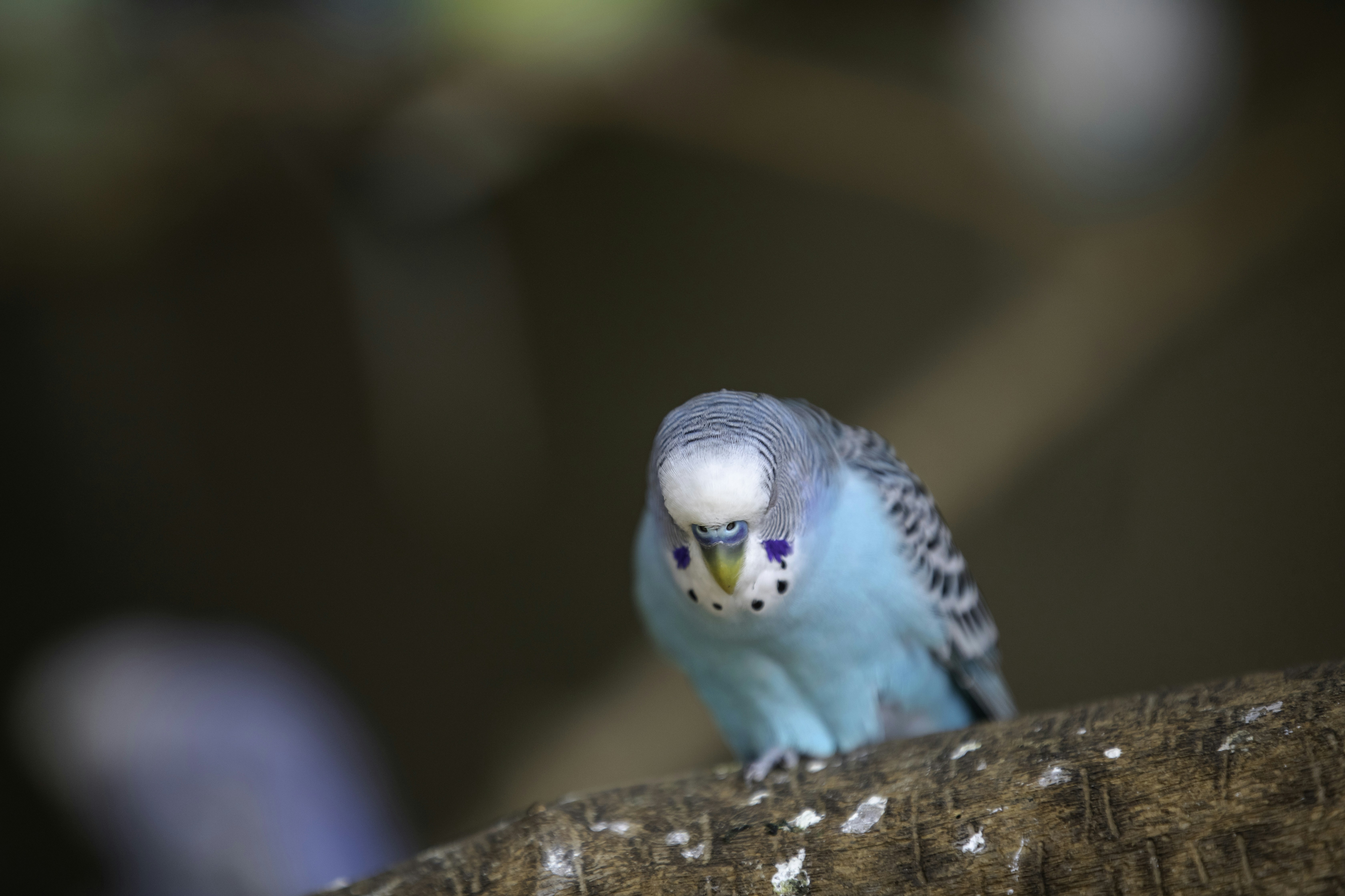 Photo by anil_sharma_india