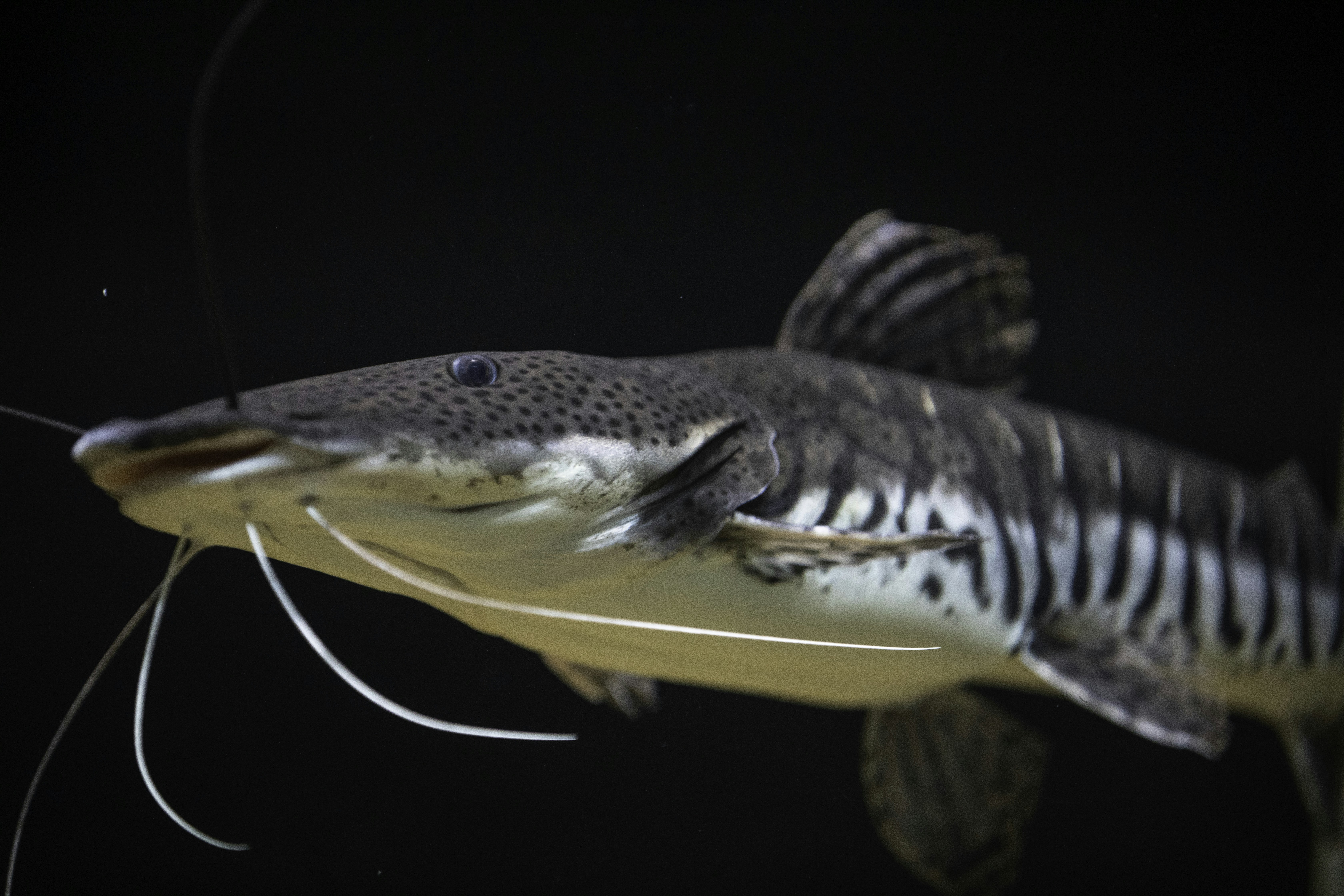 a fish with a long tail and a black background