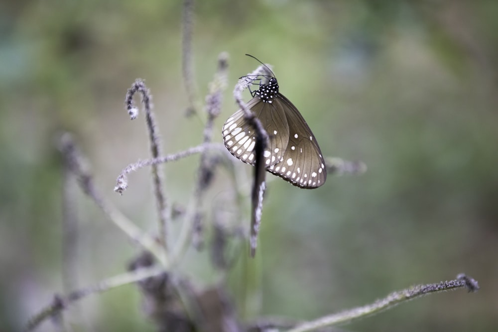 Una mariposa sentada encima de una planta