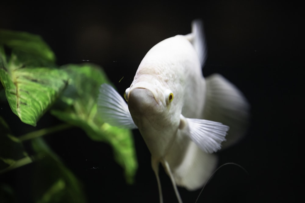 a close up of a white fish near a plant