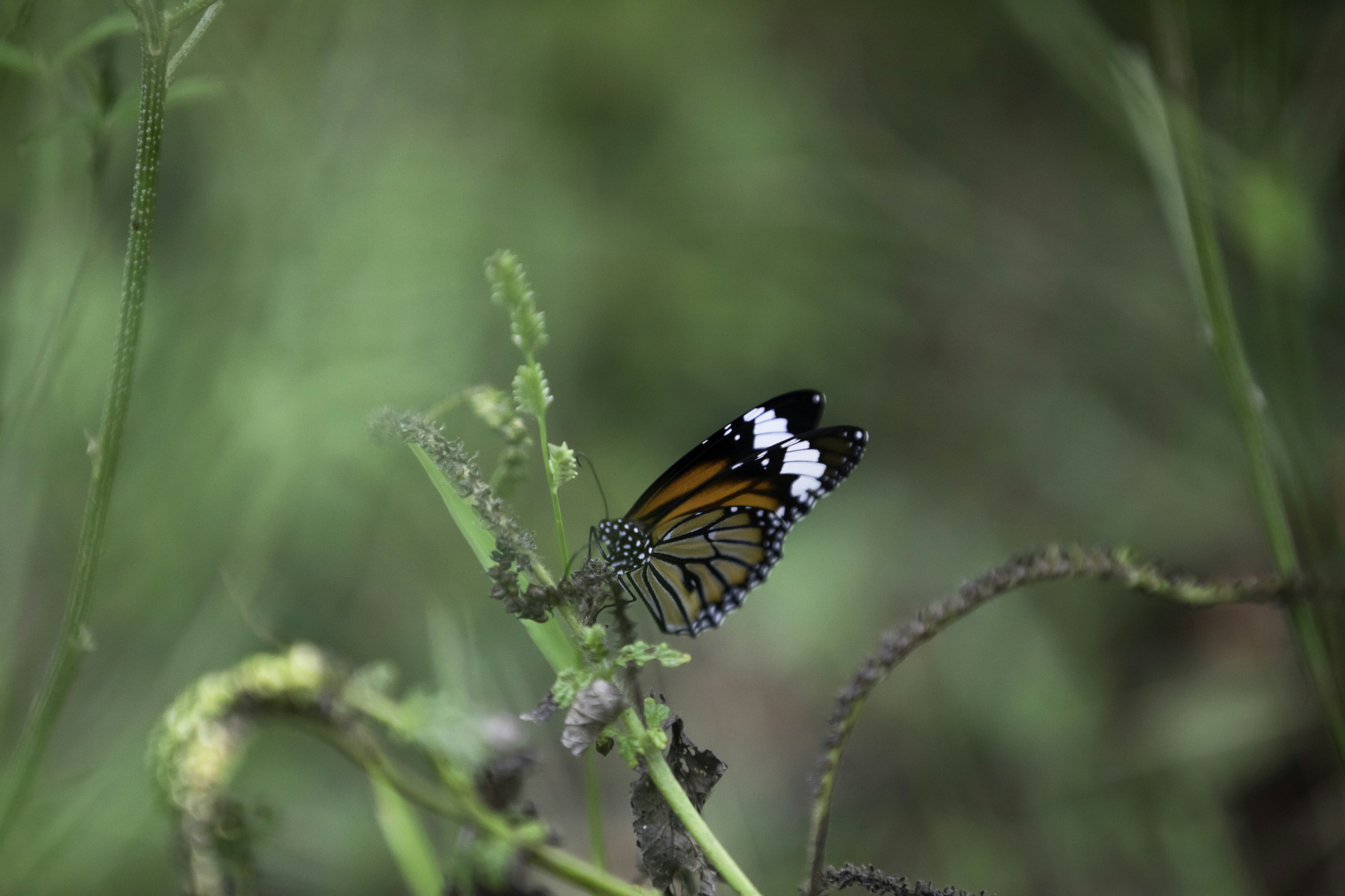 Photo by anil_sharma_india
