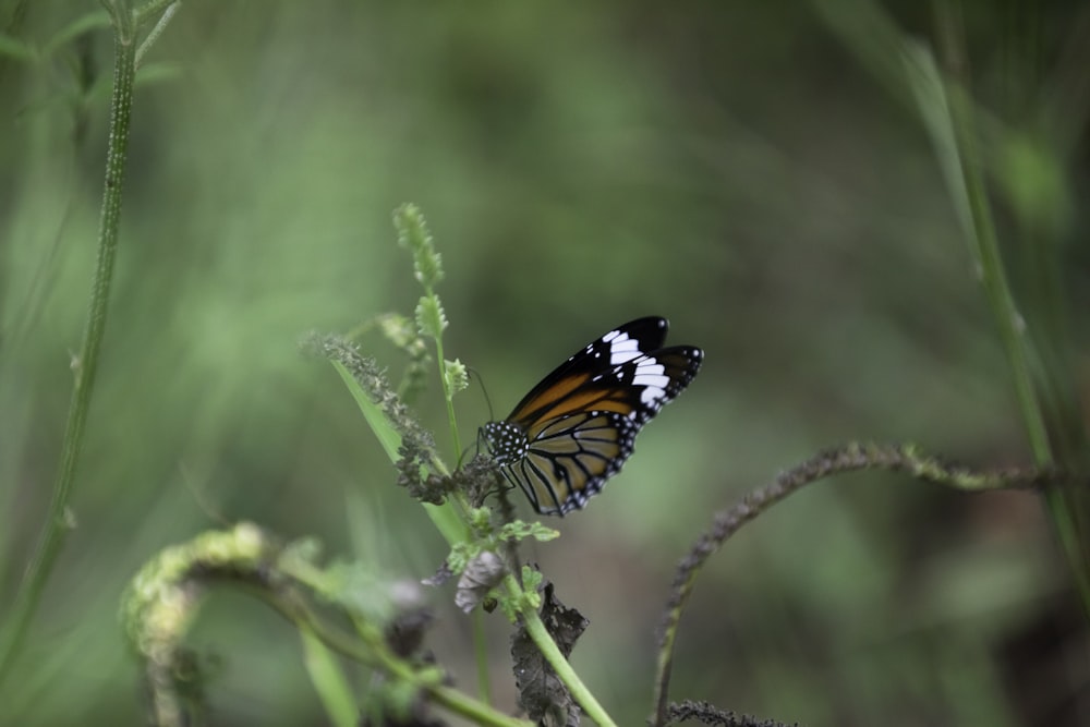 Una mariposa sentada encima de una planta verde