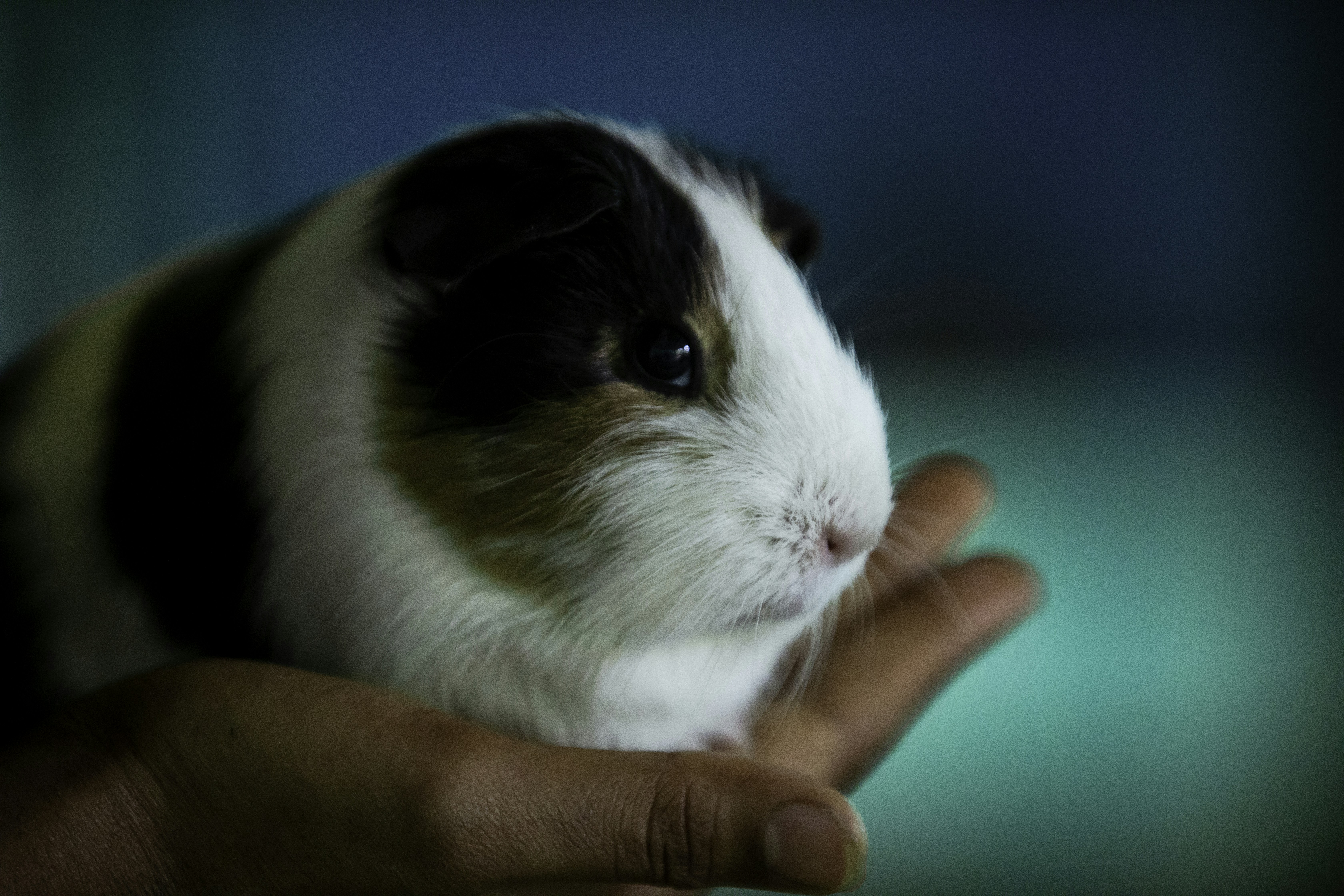 Annual Health Check for Small Pets: Complete Guide