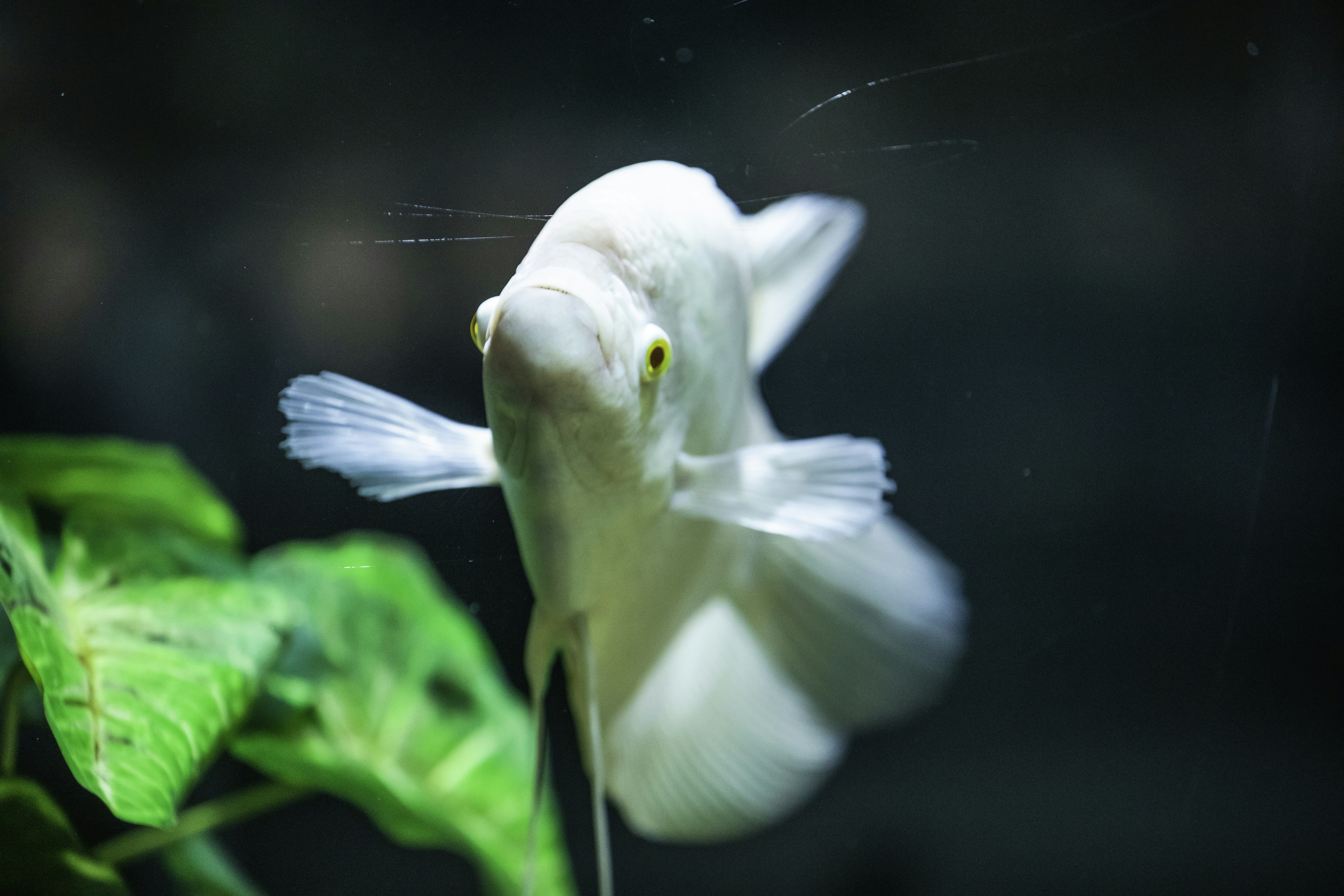 Photo by anil_sharma_india