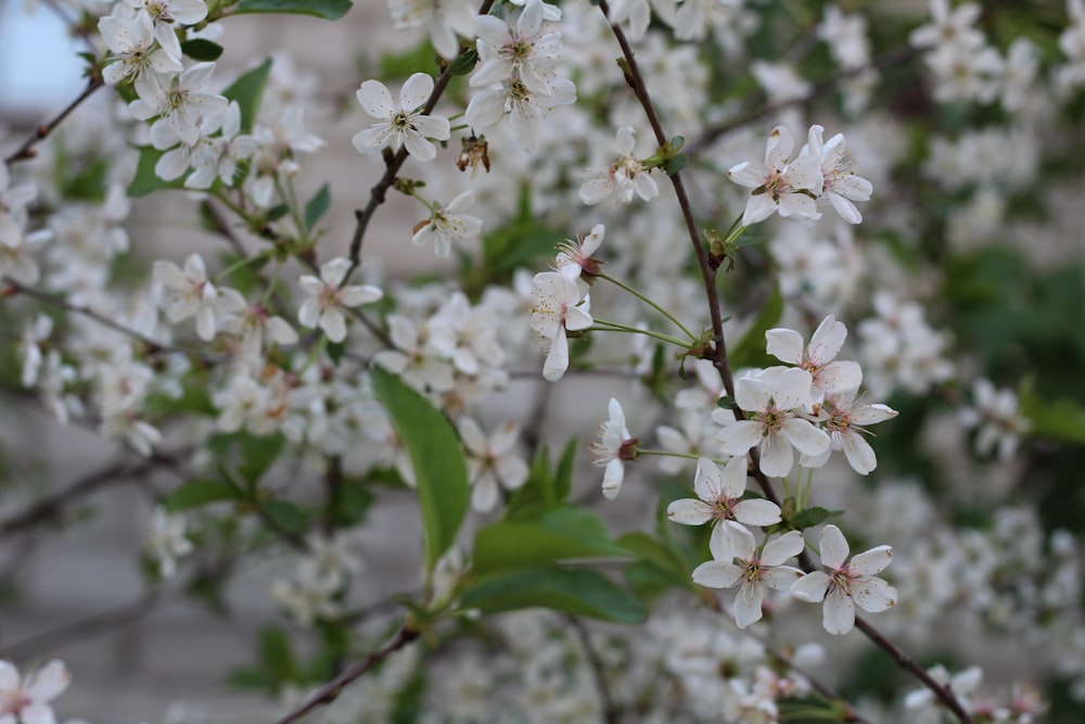a bunch of white flowers on a tree