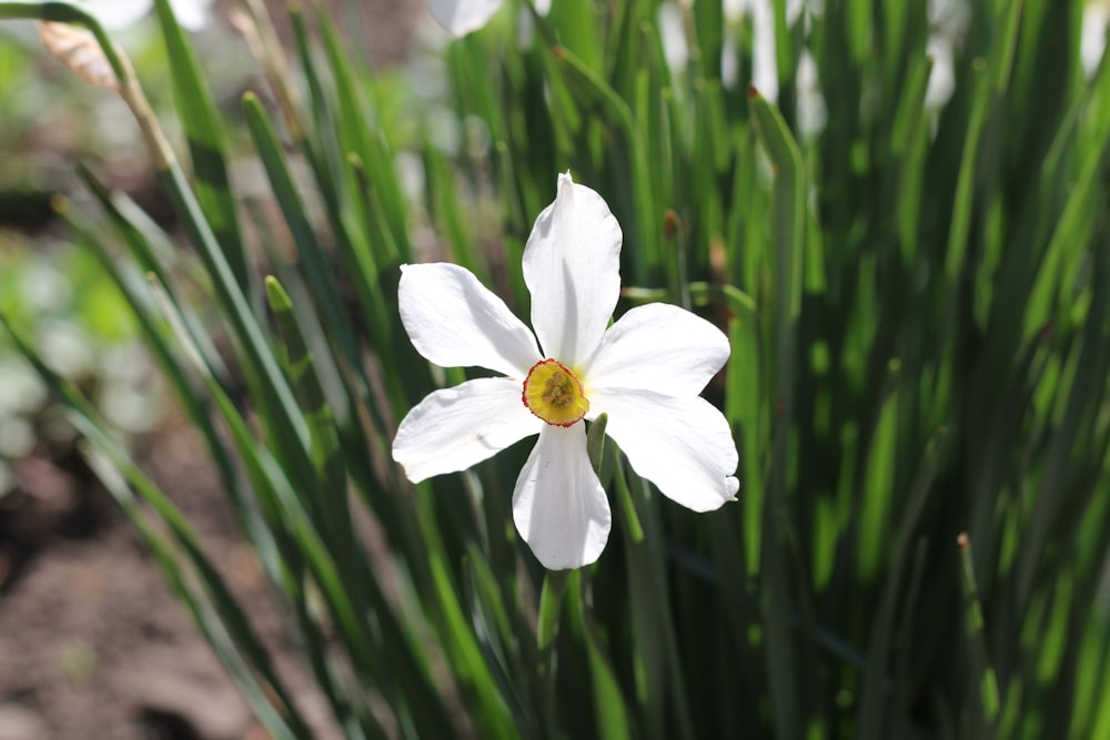 a white flower with a yellow center in a garden