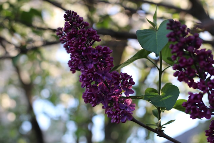 Last Bloom in May