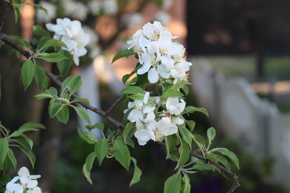 a close up of a tree with white flowers