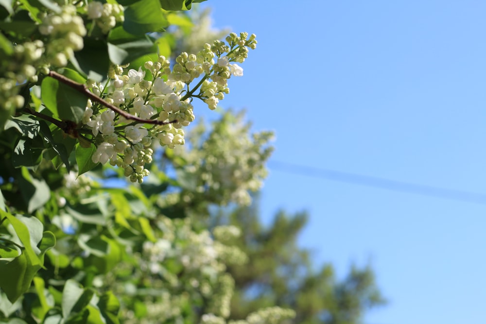 a branch of a tree with white flowers