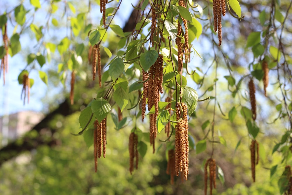 a bunch of brown flowers hanging from a tree