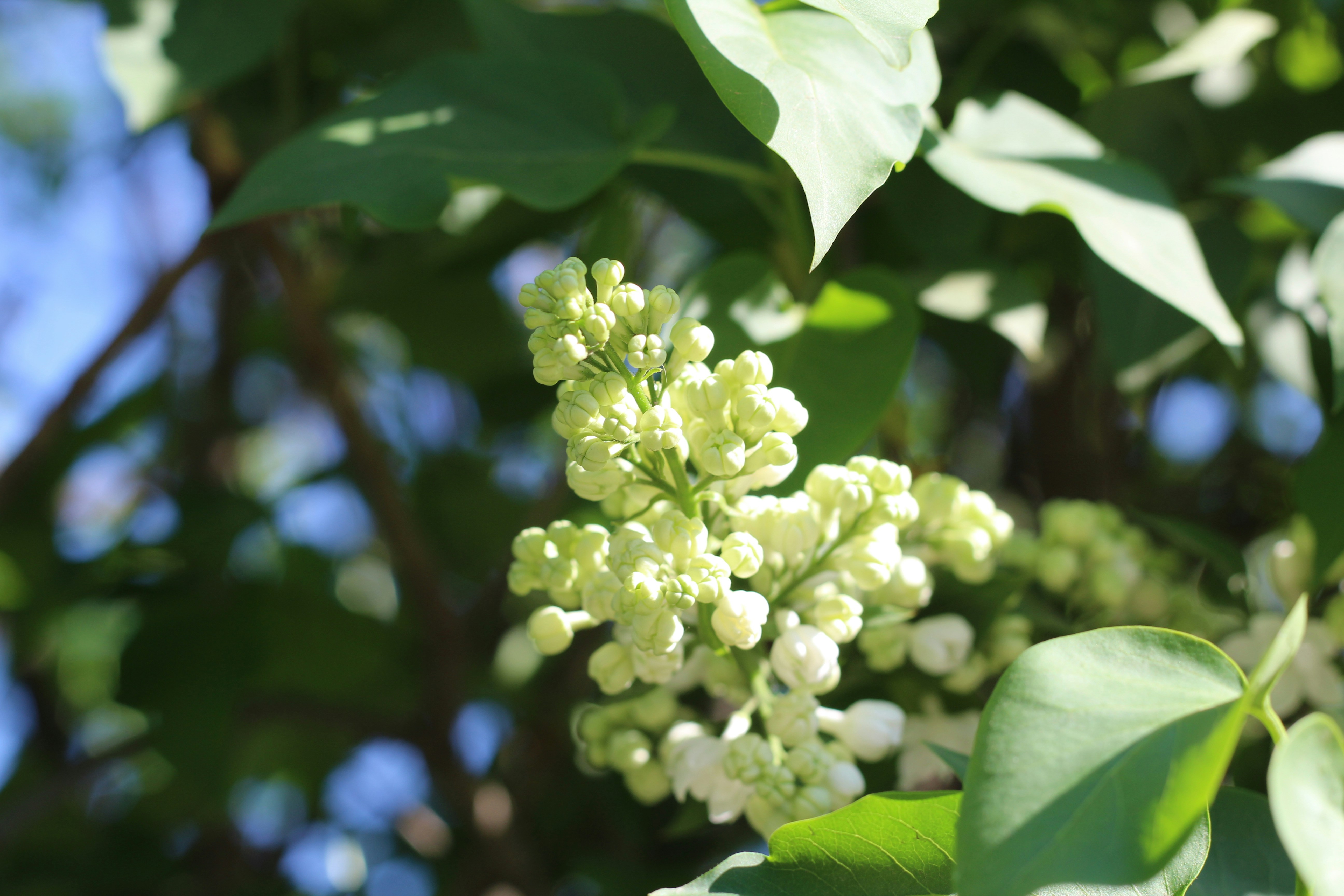 Photo by marina_yalanska