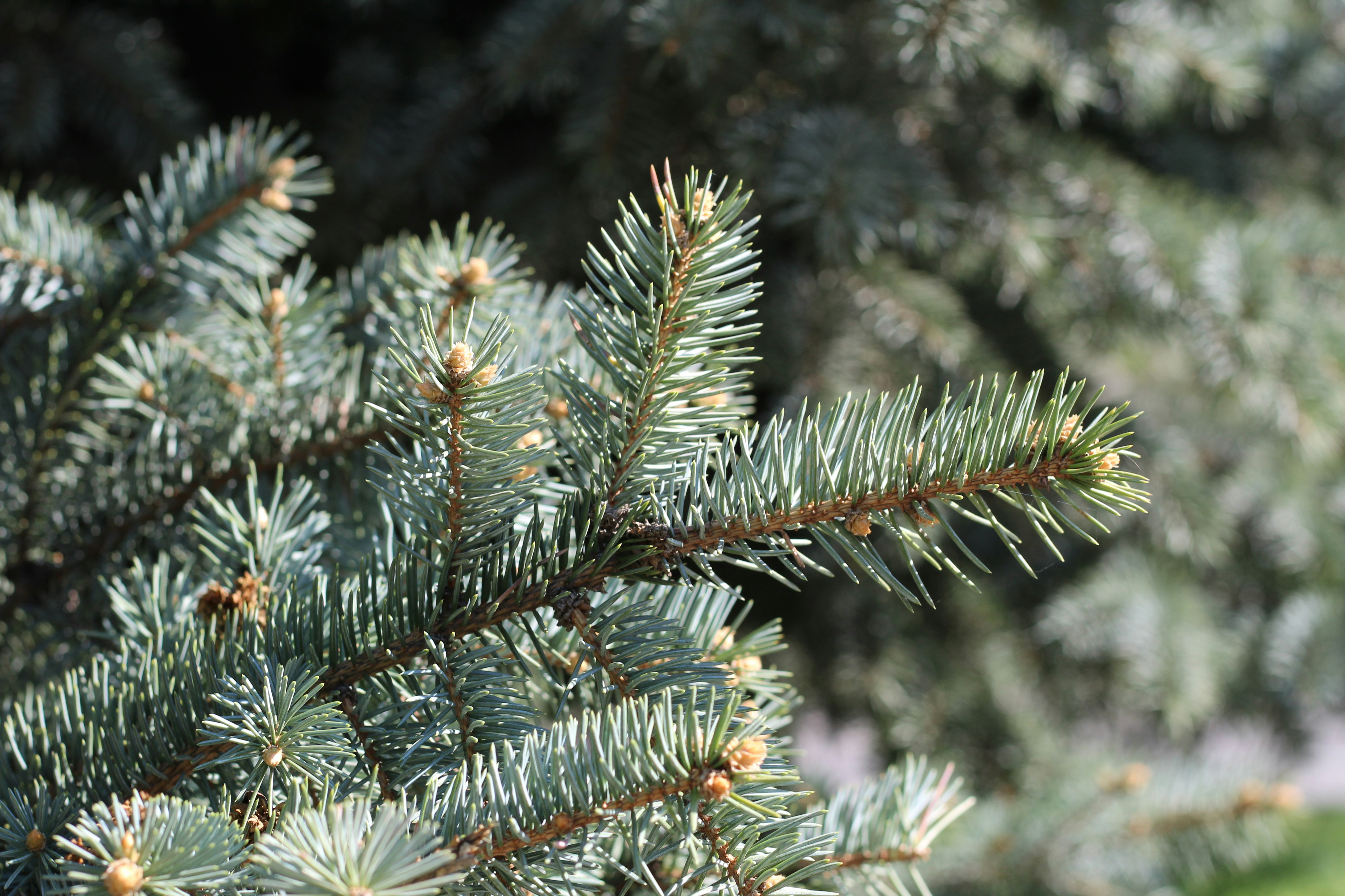 Photo by marina_yalanska