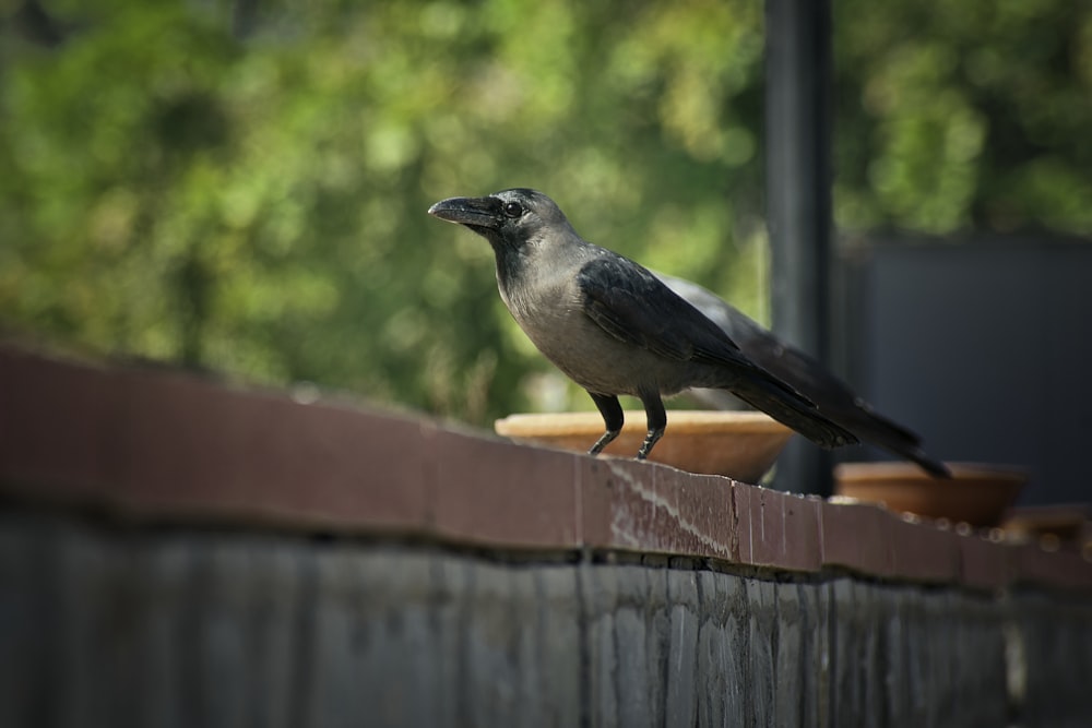 a black bird sitting on top of a wooden fence